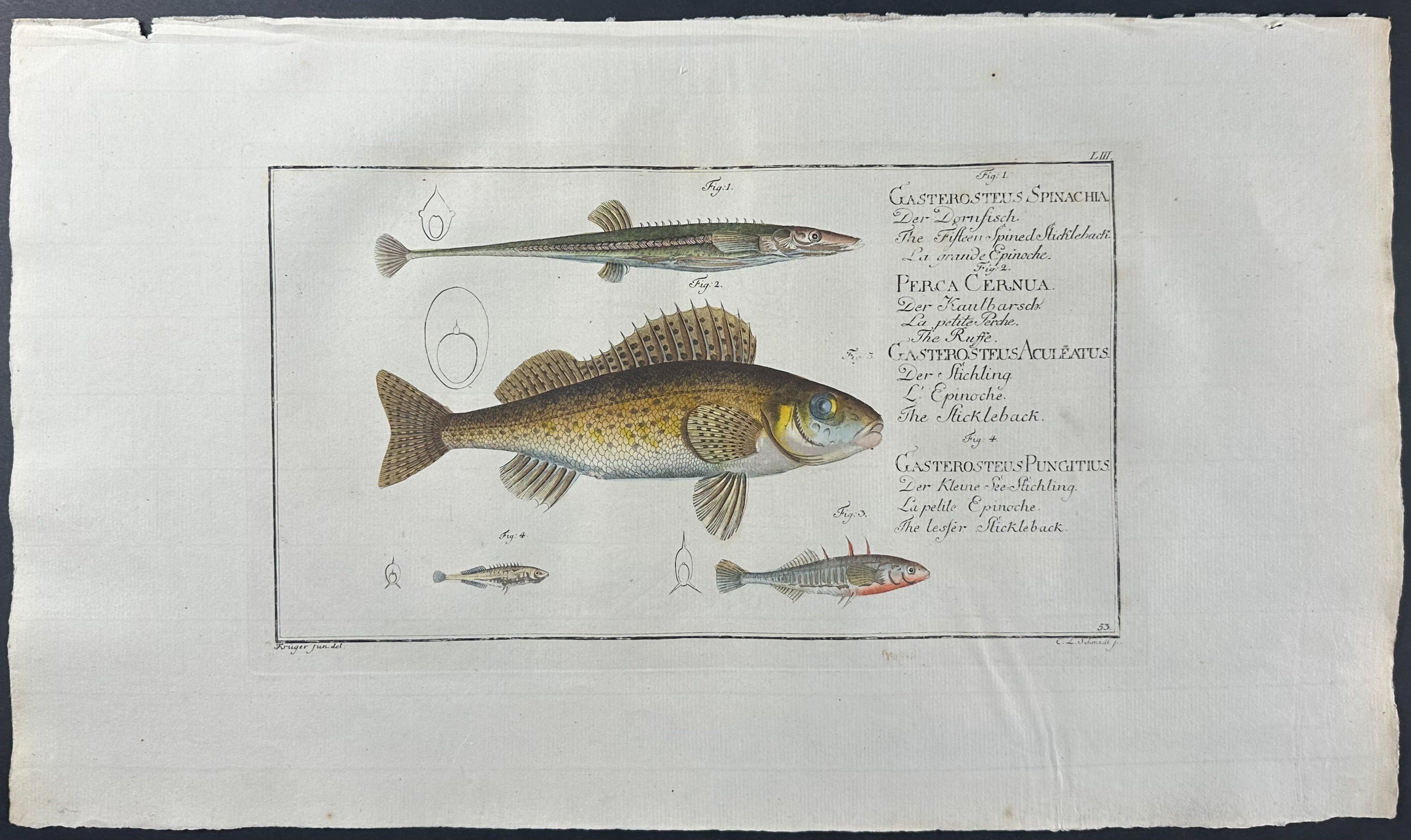 Stickleback - Gasterosteus, Perca