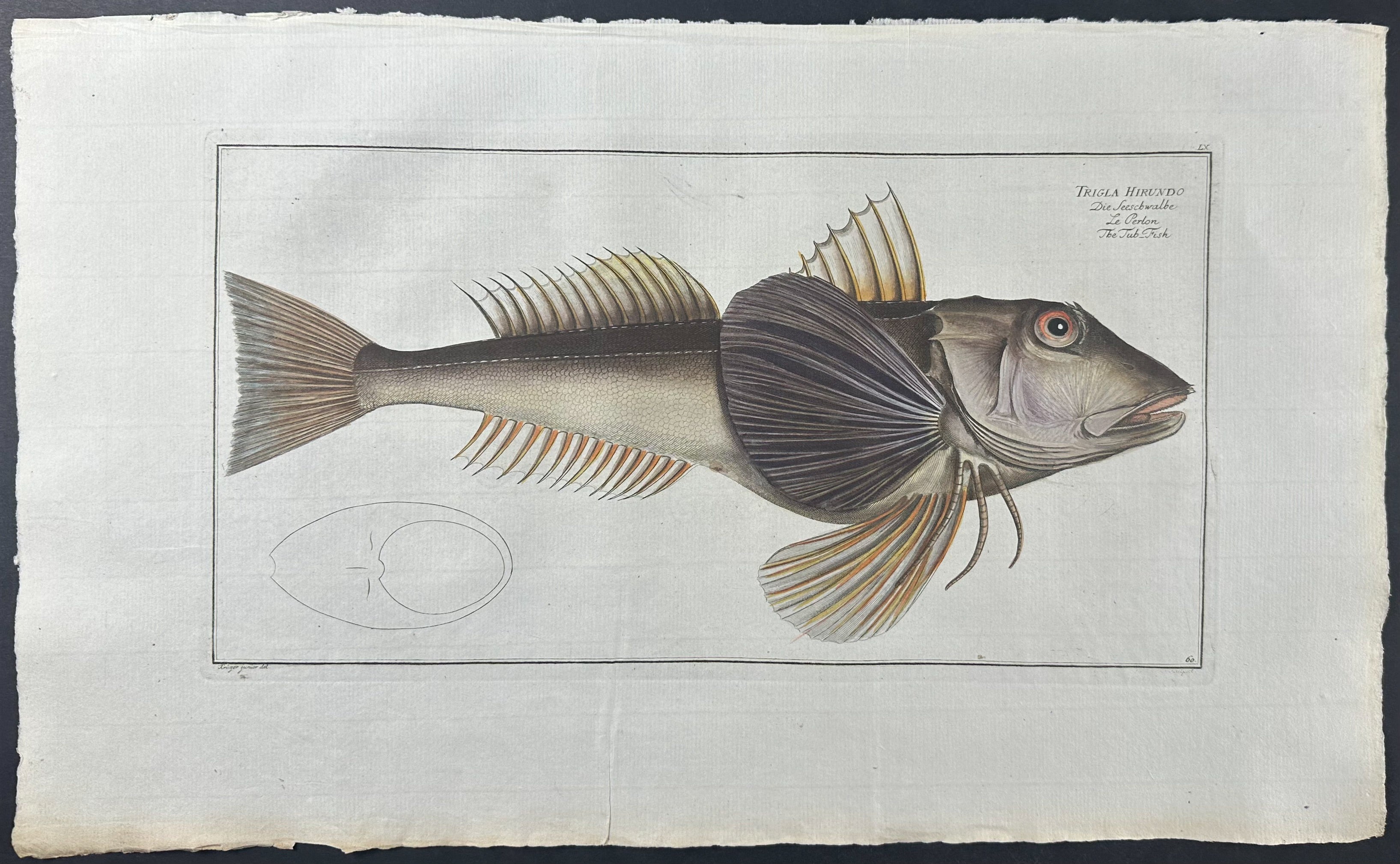 Tub Fish - Trigla Hirundo