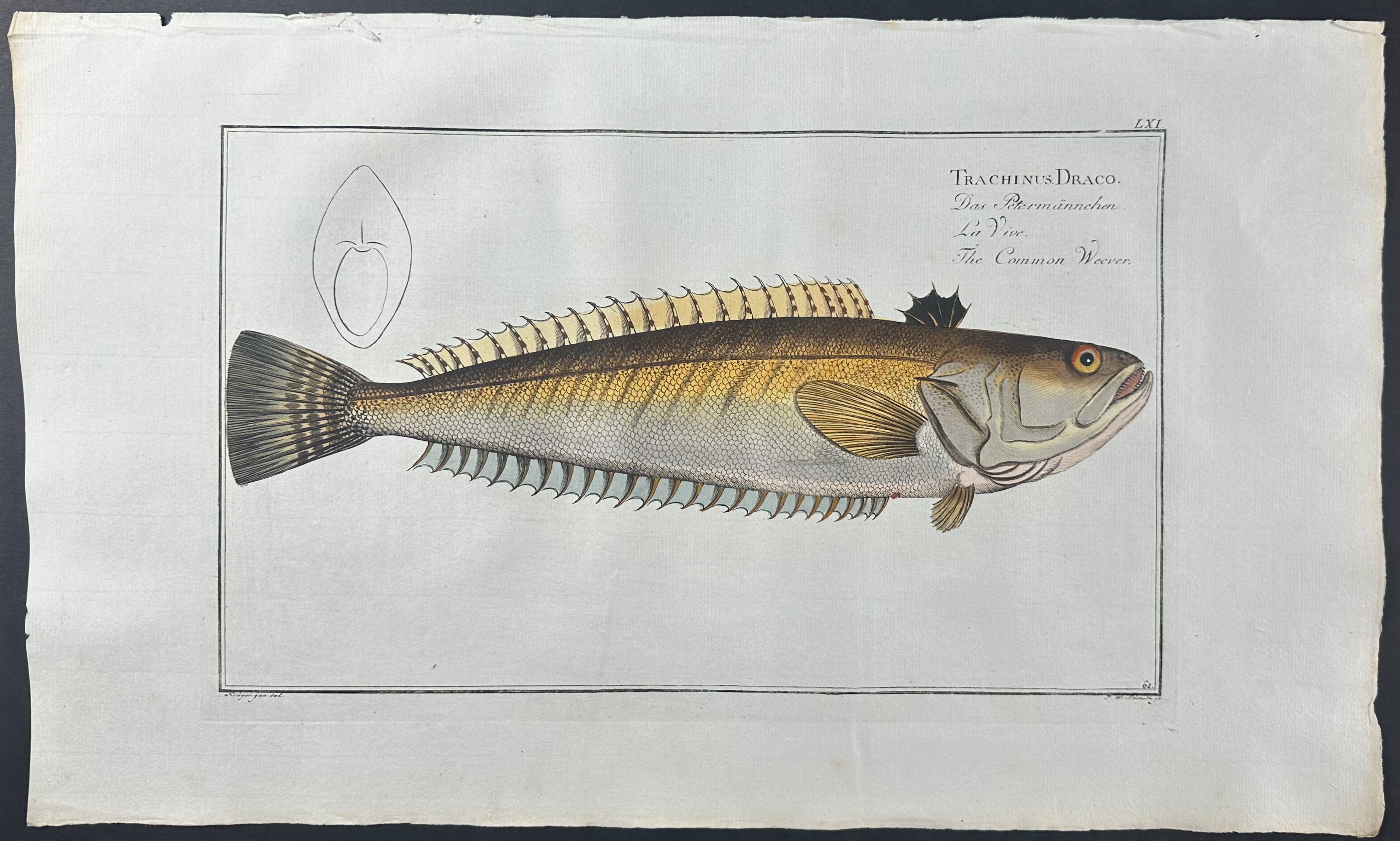 Common Weever - Trachinus Draco