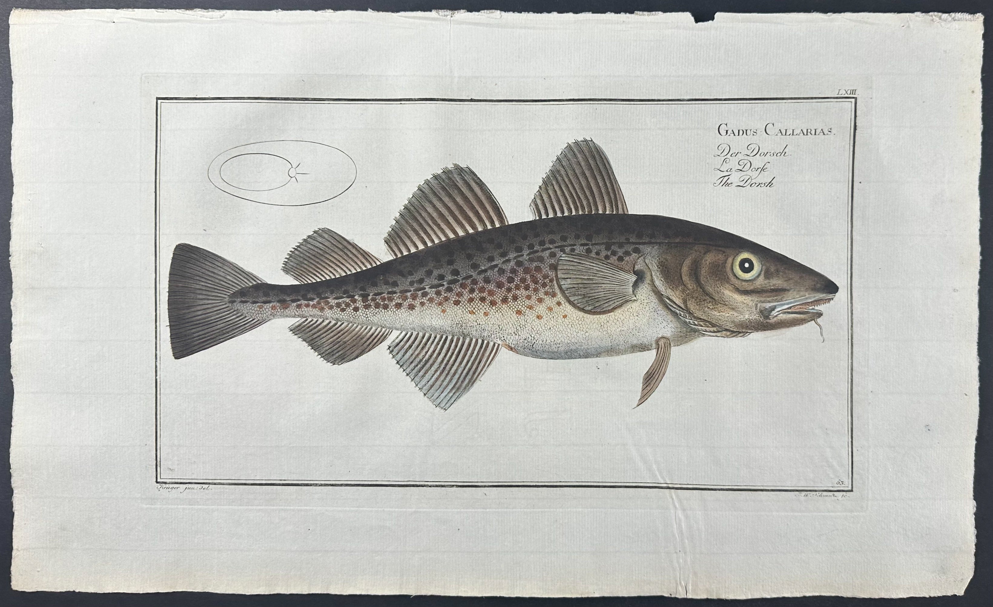 Fish - Gadus Callarias