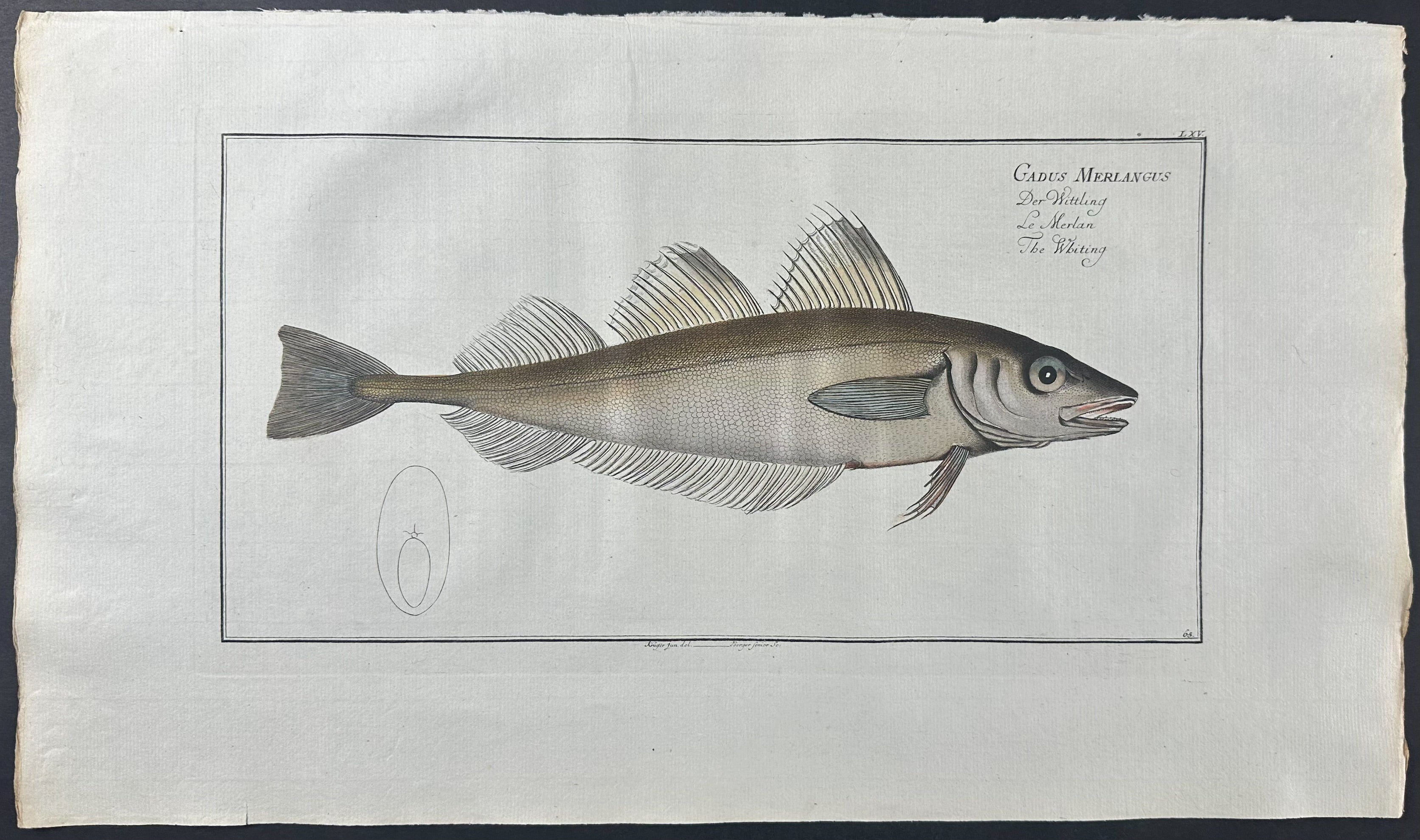 Whiting Fish - Gadus Merlangus