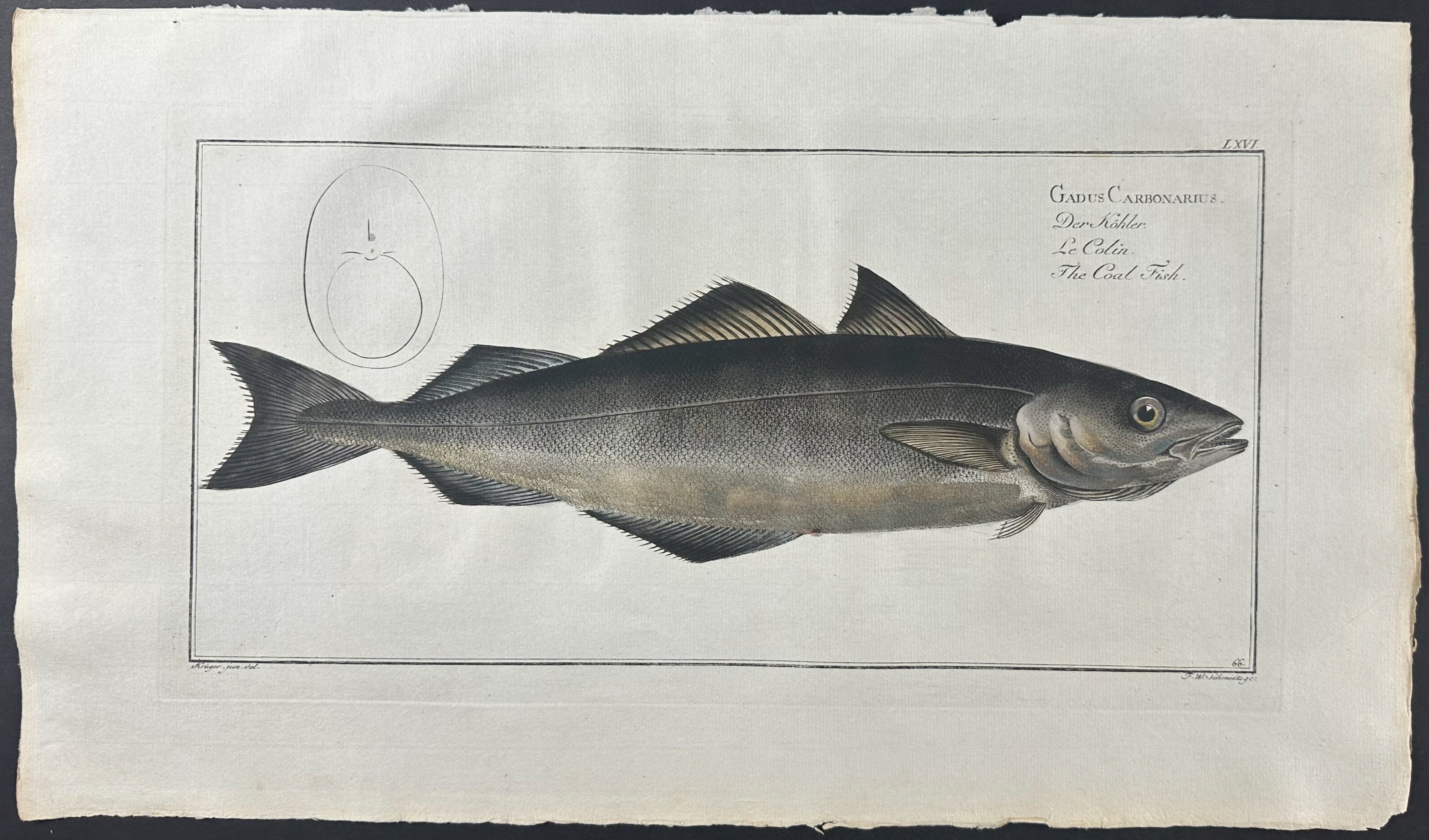 Coal Fish - Gadus Carbonarius