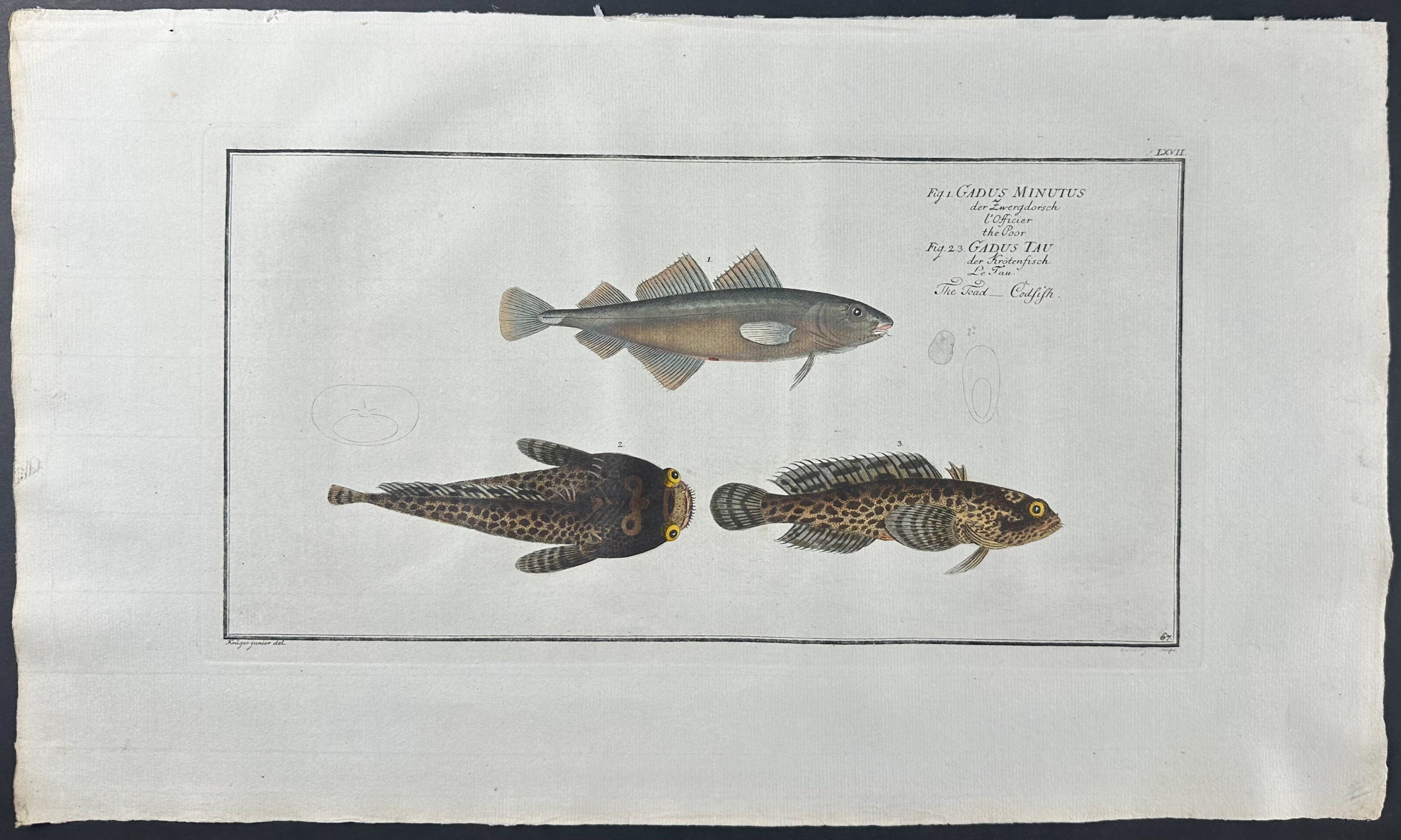 Poor Fish - Gadus Minutus, Tau