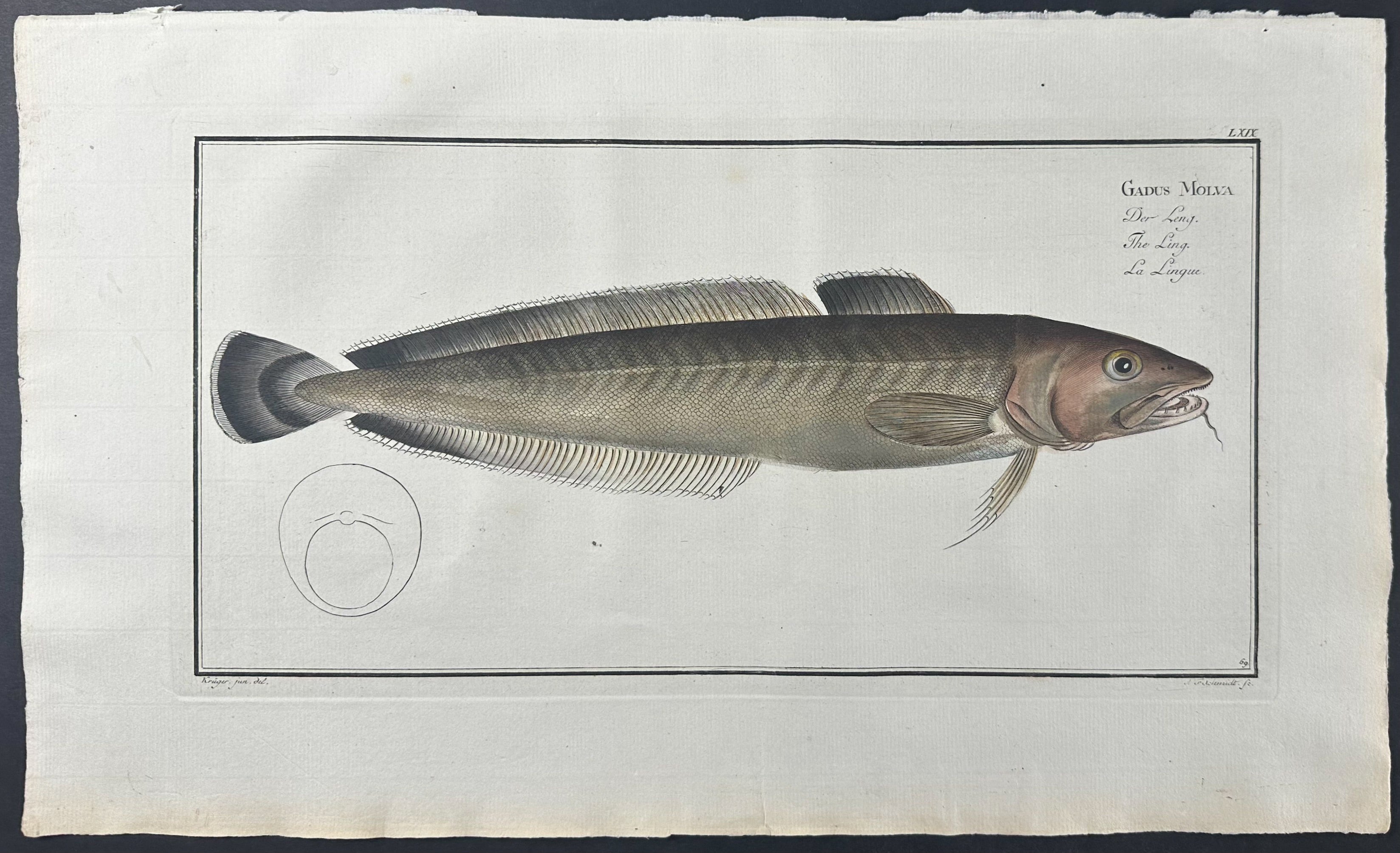 Ling Fish - Gadus Molva