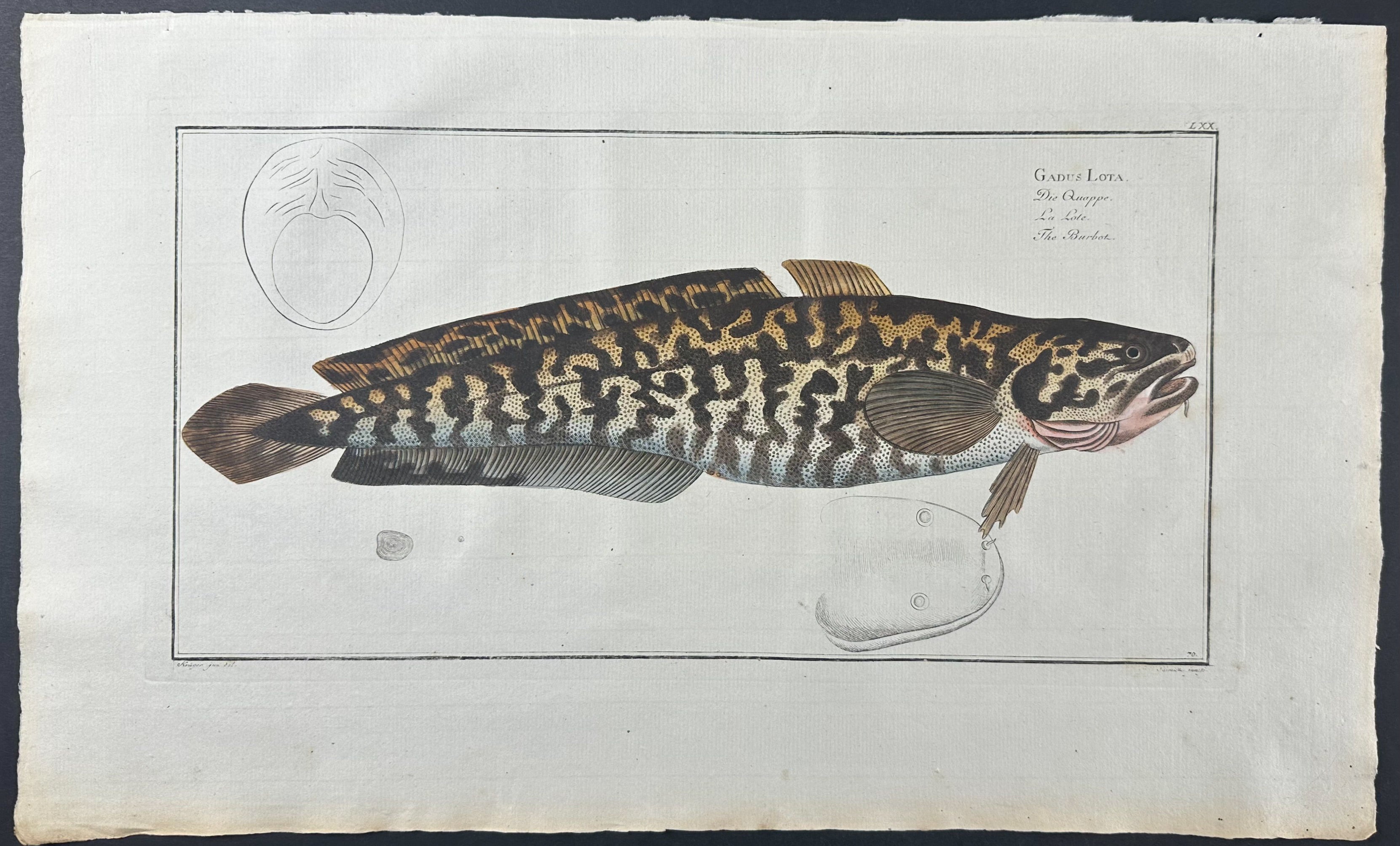 Burbot - Gadus Lota