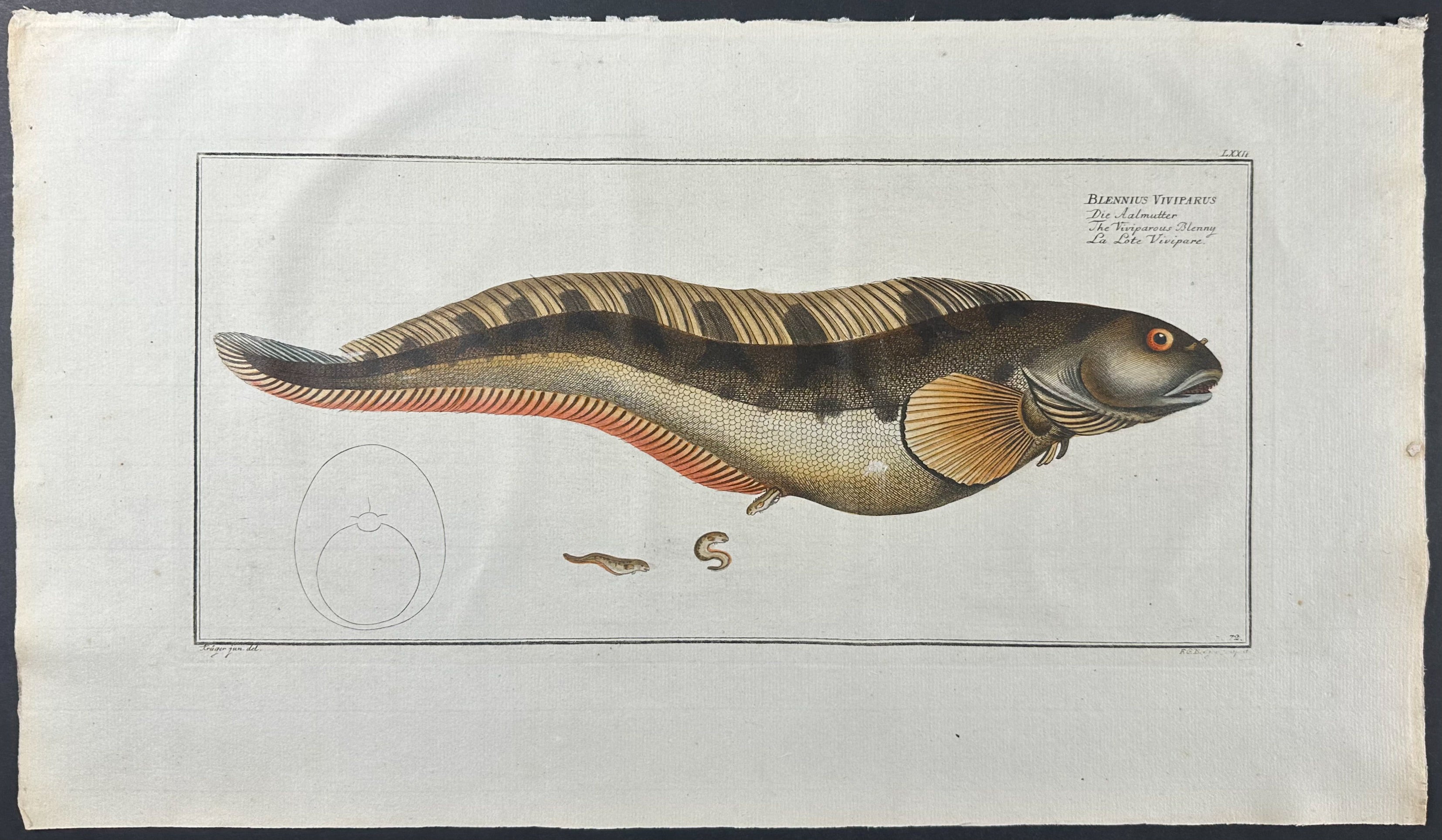 Viviparous Blenny - Blennius Viviparus