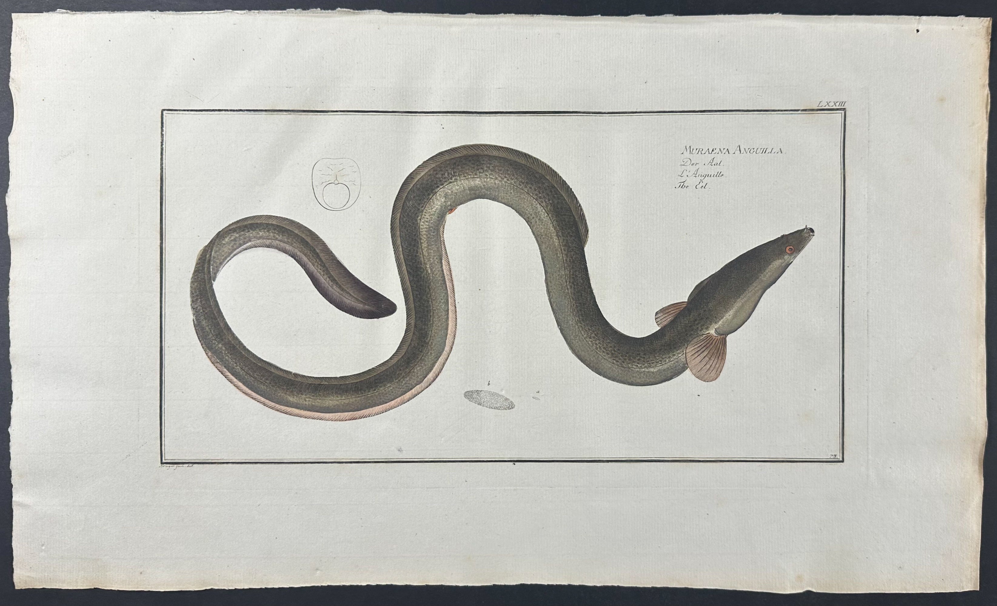 Eel - Muraena Anguilla