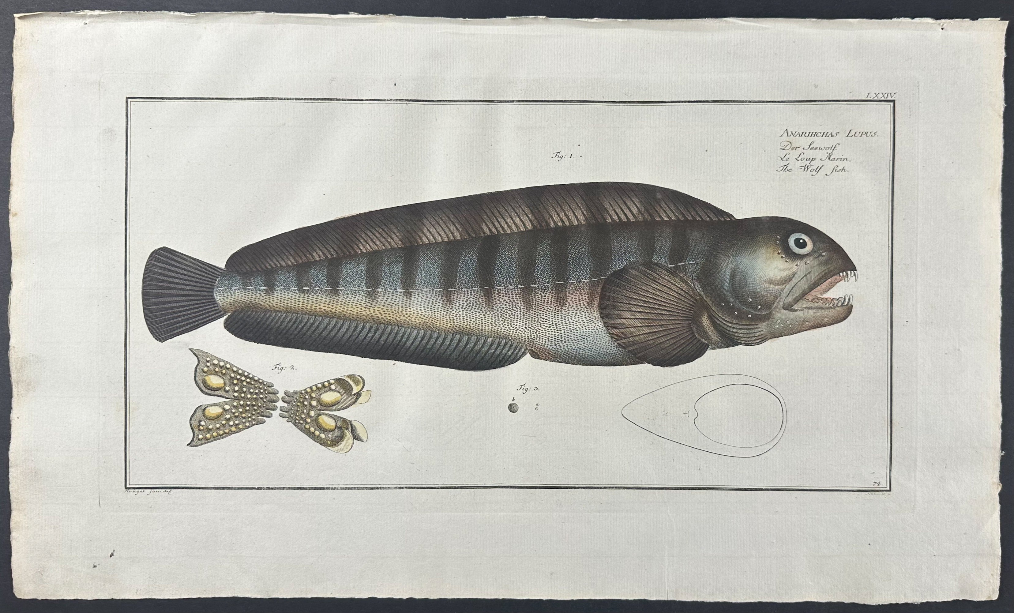 Wolf Fish - Anarihchas Lupus