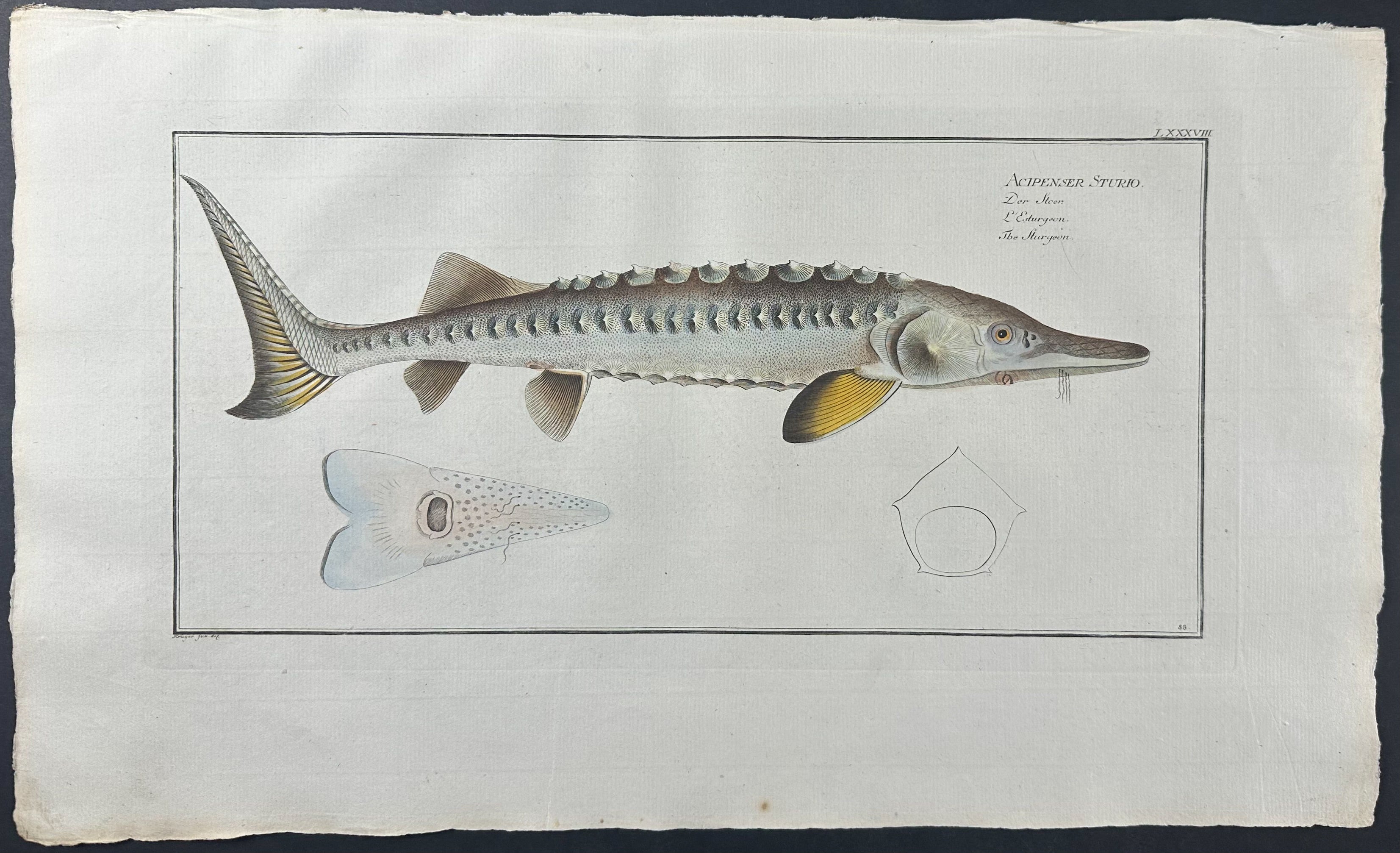 Sturgeon - Acipenser Sturio