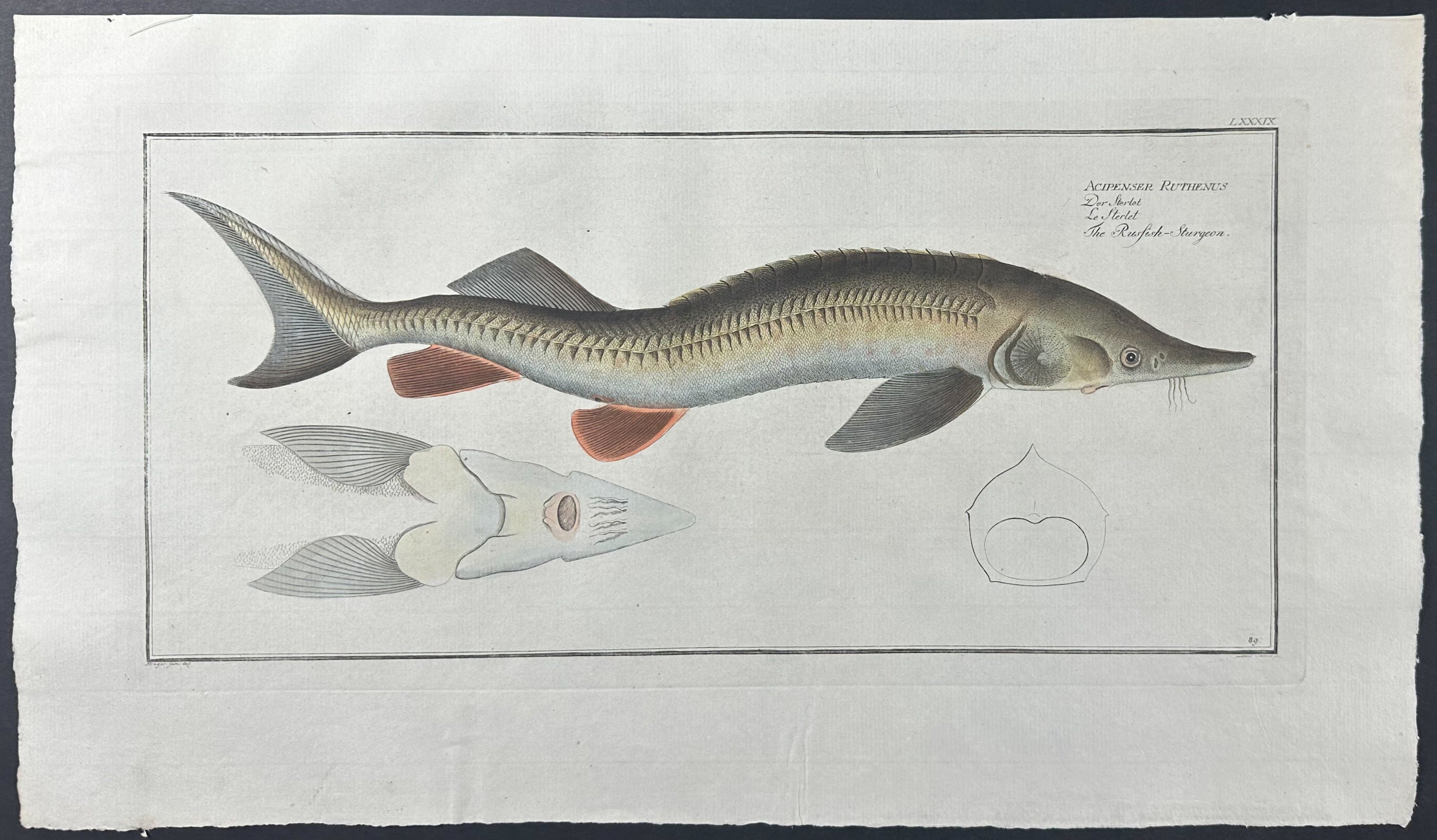 Fish - Acipenser Rutienus