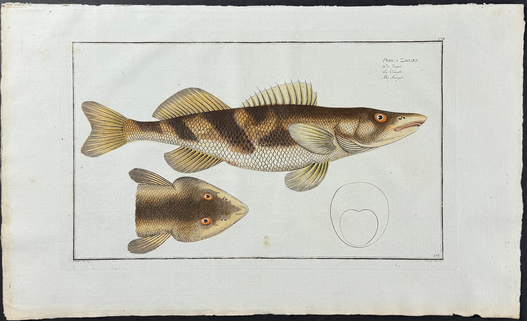 Singel Fish - Perca Zingel