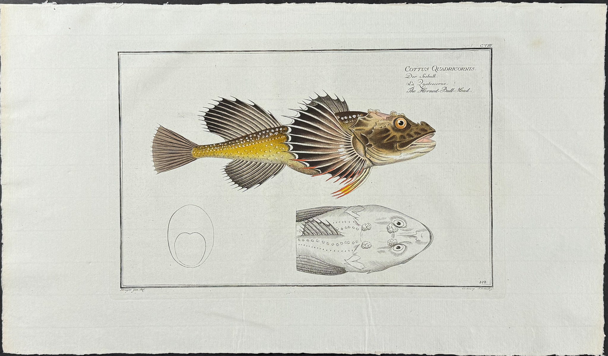 Fish - Cottus Quadricornis