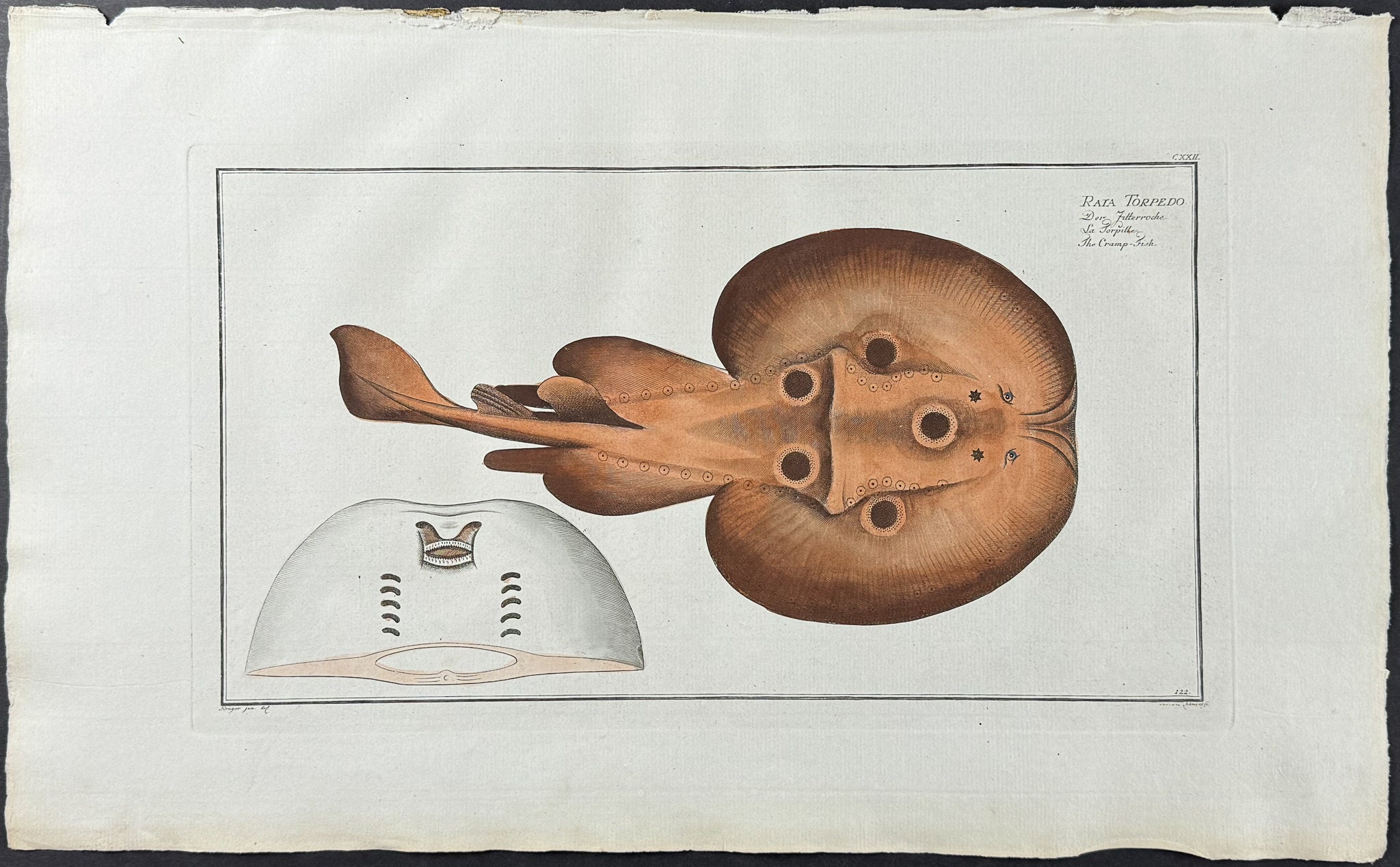 Ray or Cramp Fish - Raia Torpedo