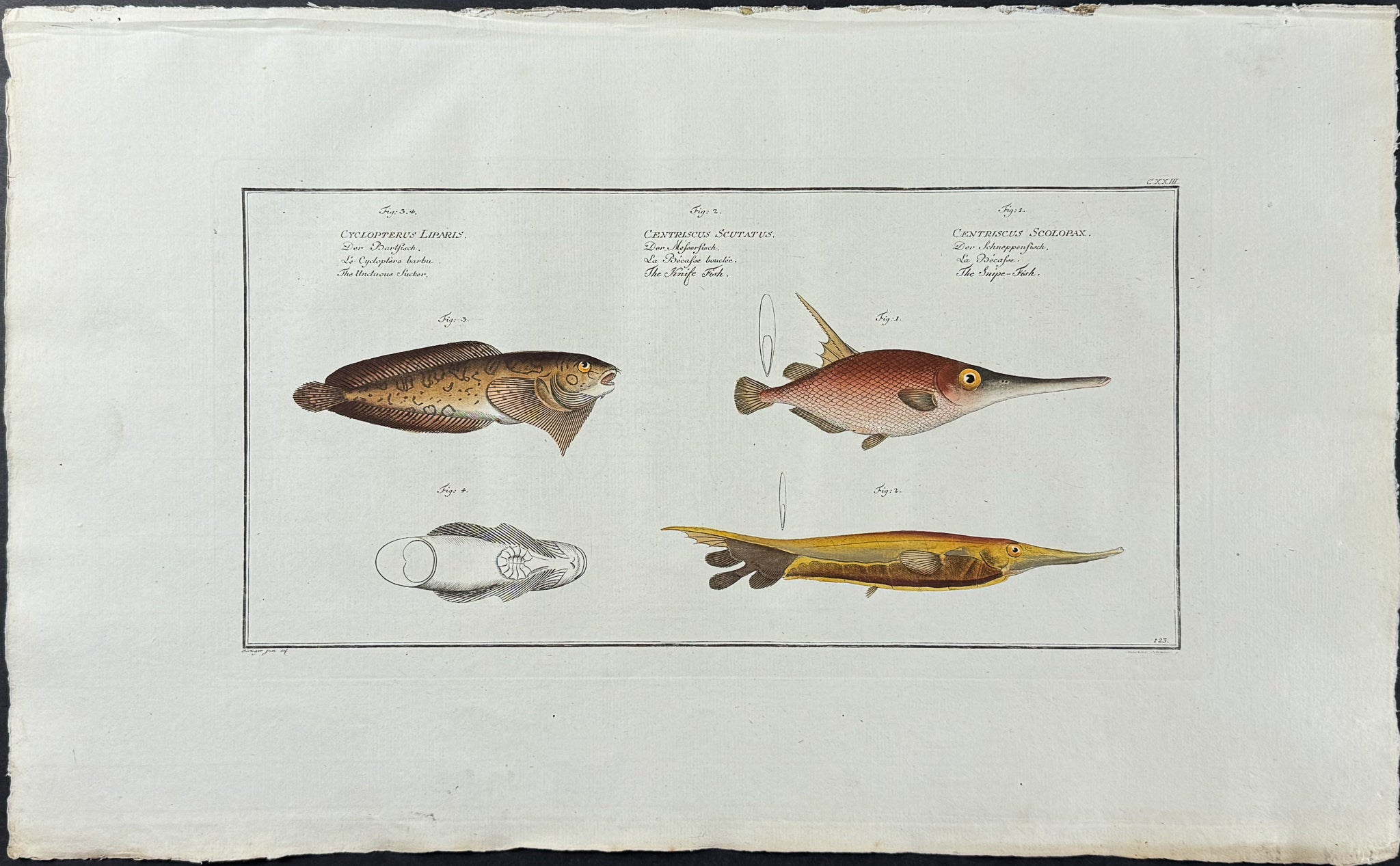 Fish & Unctuous Sucker - Cyclopterus Liparis, Centriscus Scutatus, C. Scolopax