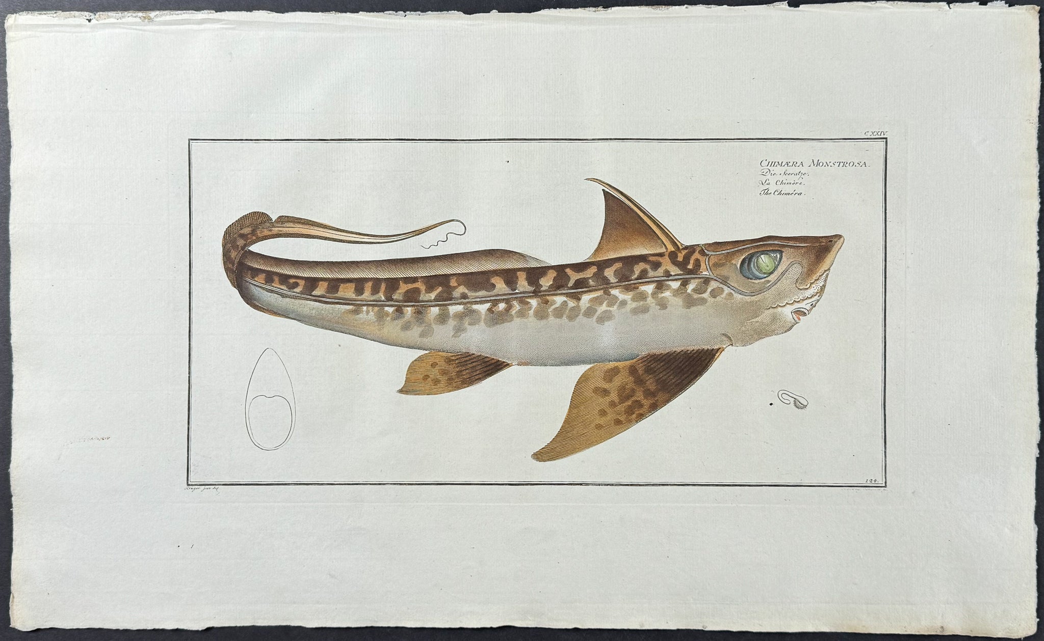 Fish - Chimaera Monstrosa