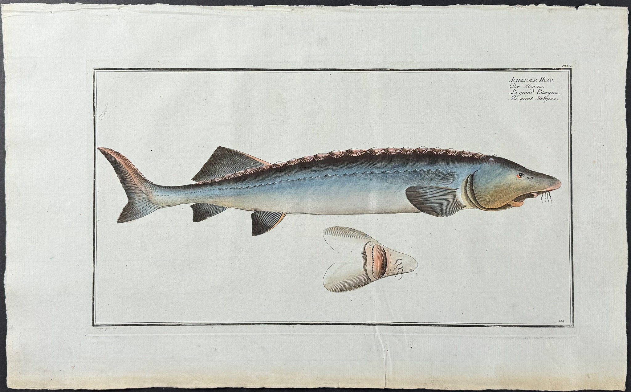 Fish - Acipenser Huso