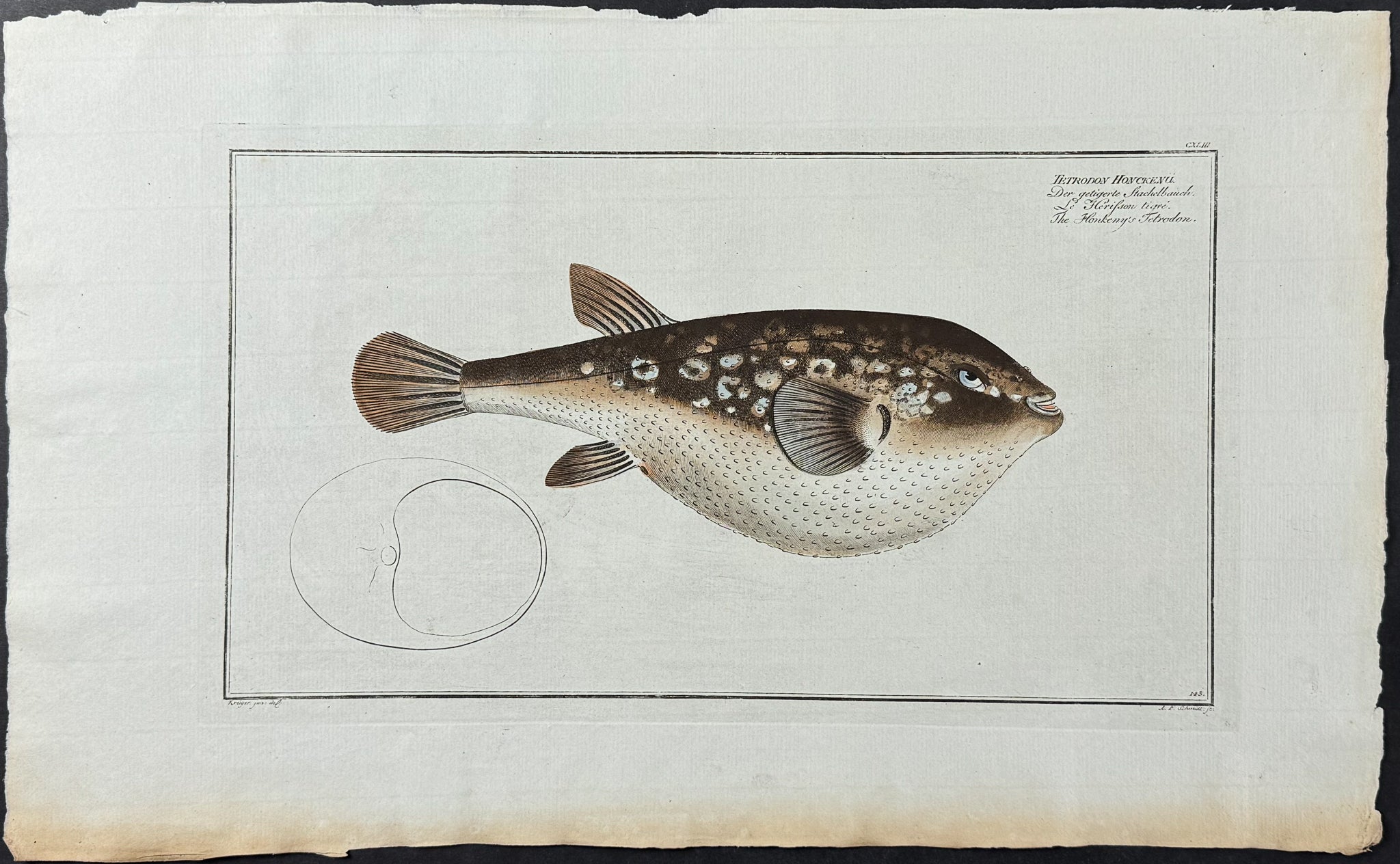 Blowfish - Tetrodon Honckenii