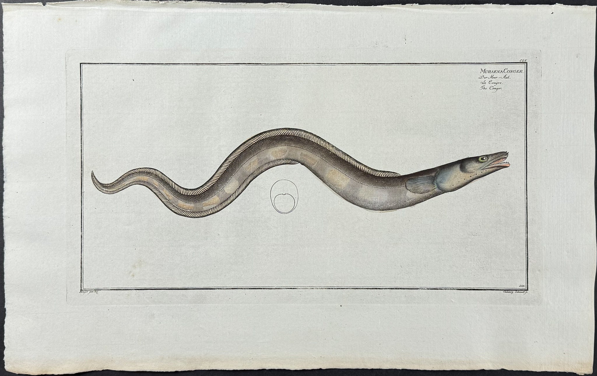 Conger - Muraena Conger
