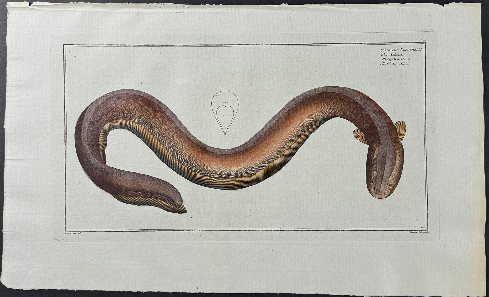 Electric Eel - Gymnotus Electricus
