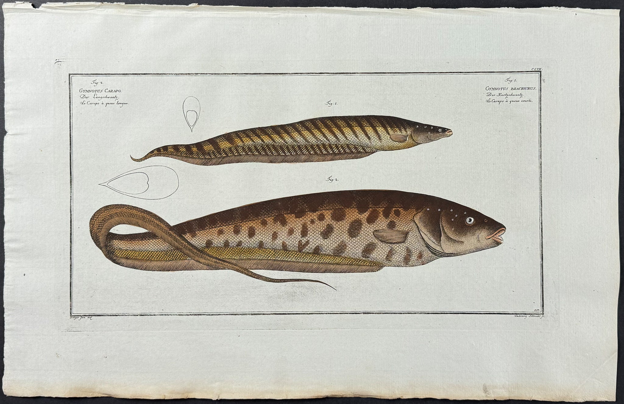 Eel - Gymnotus Carapo, G. Brachurus