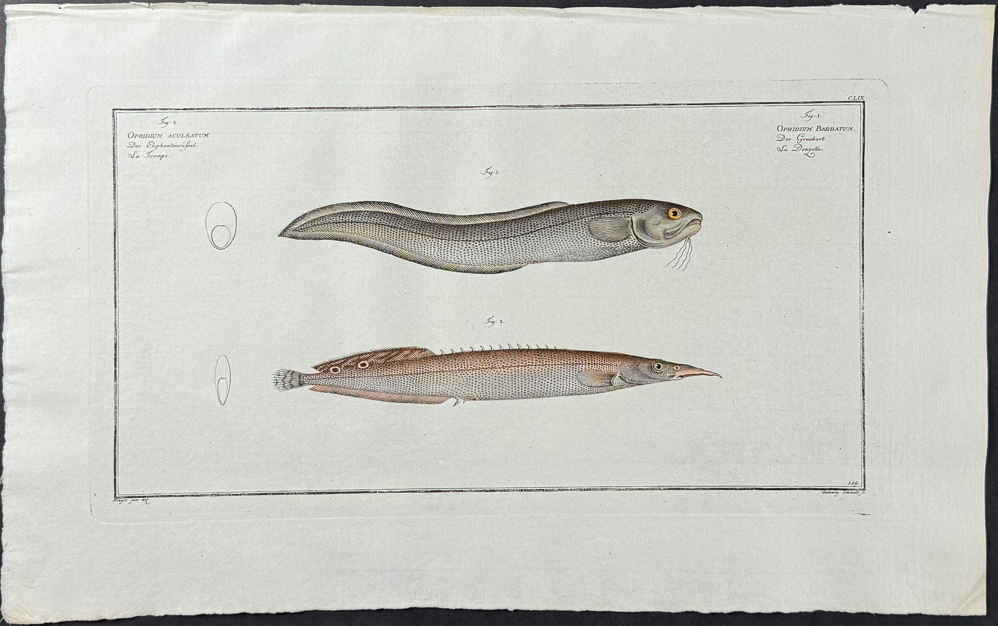 Eel, Fish - Ophidium Aculeatum, O. Barbatum