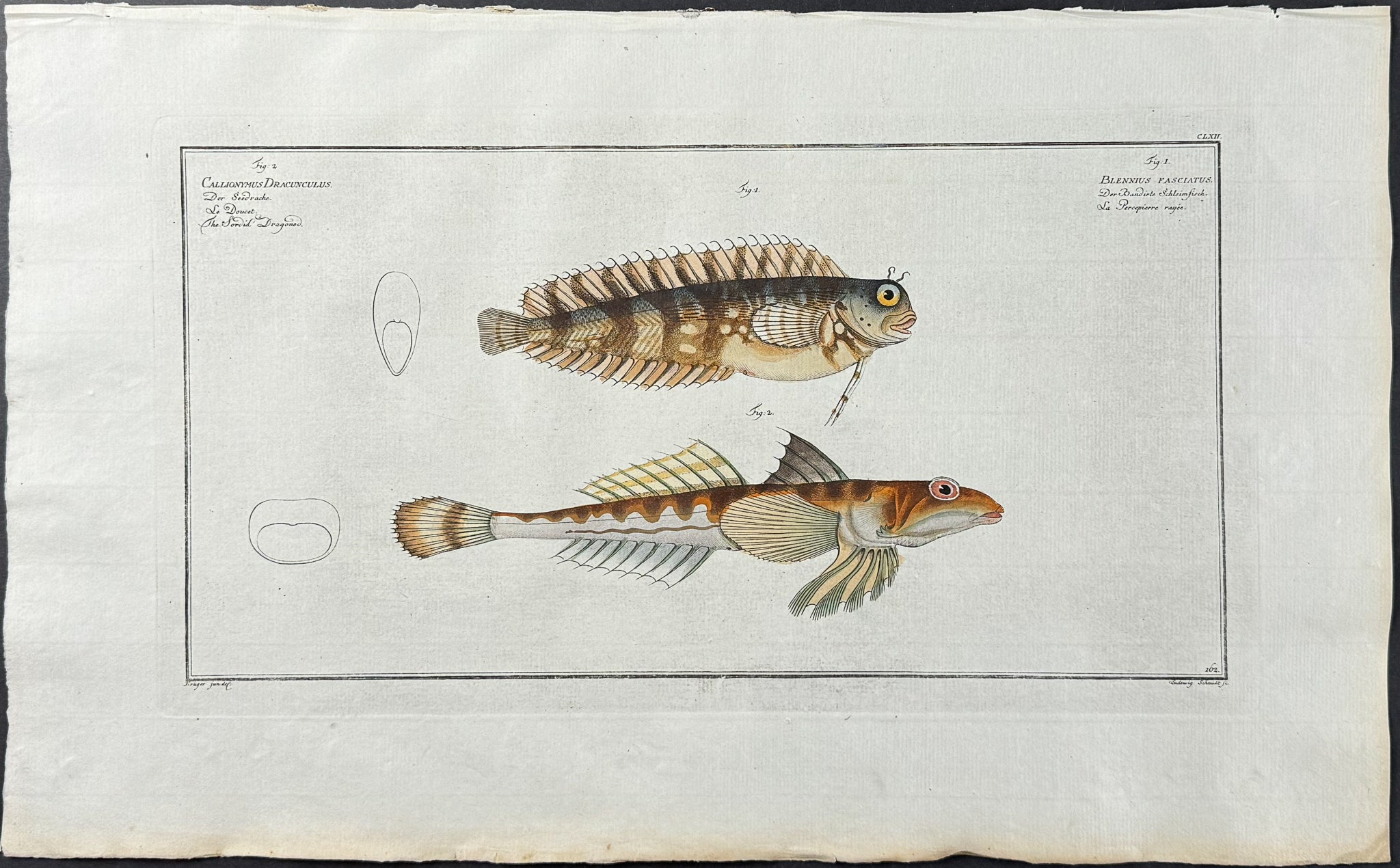 Sordid Dragoned - Callionymus Dracunculus & Blennius Fasciatus