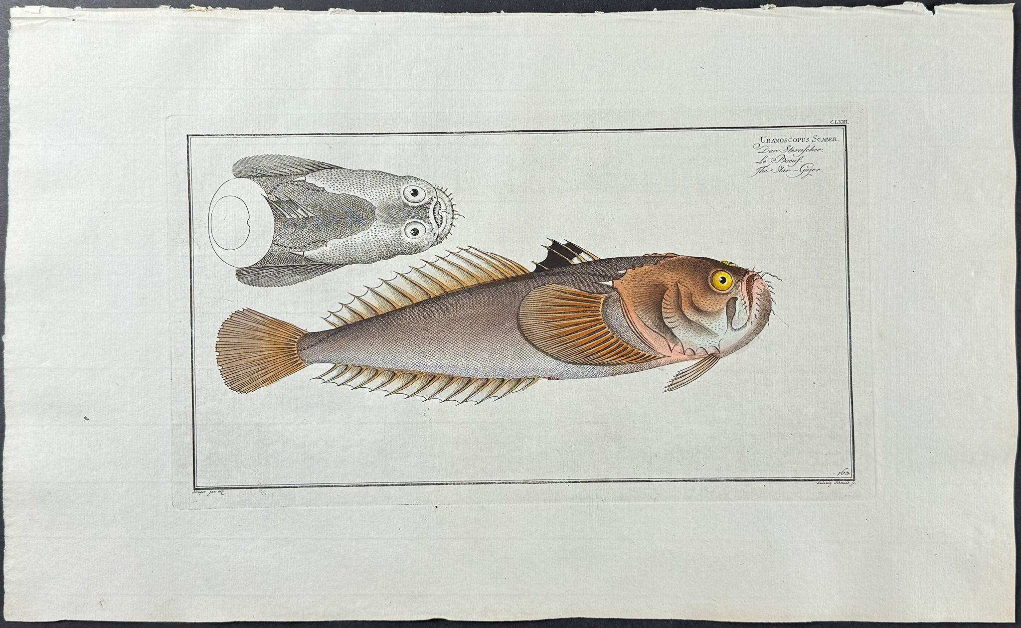 Star-Gazer Fish - Uranoscopus Scaber