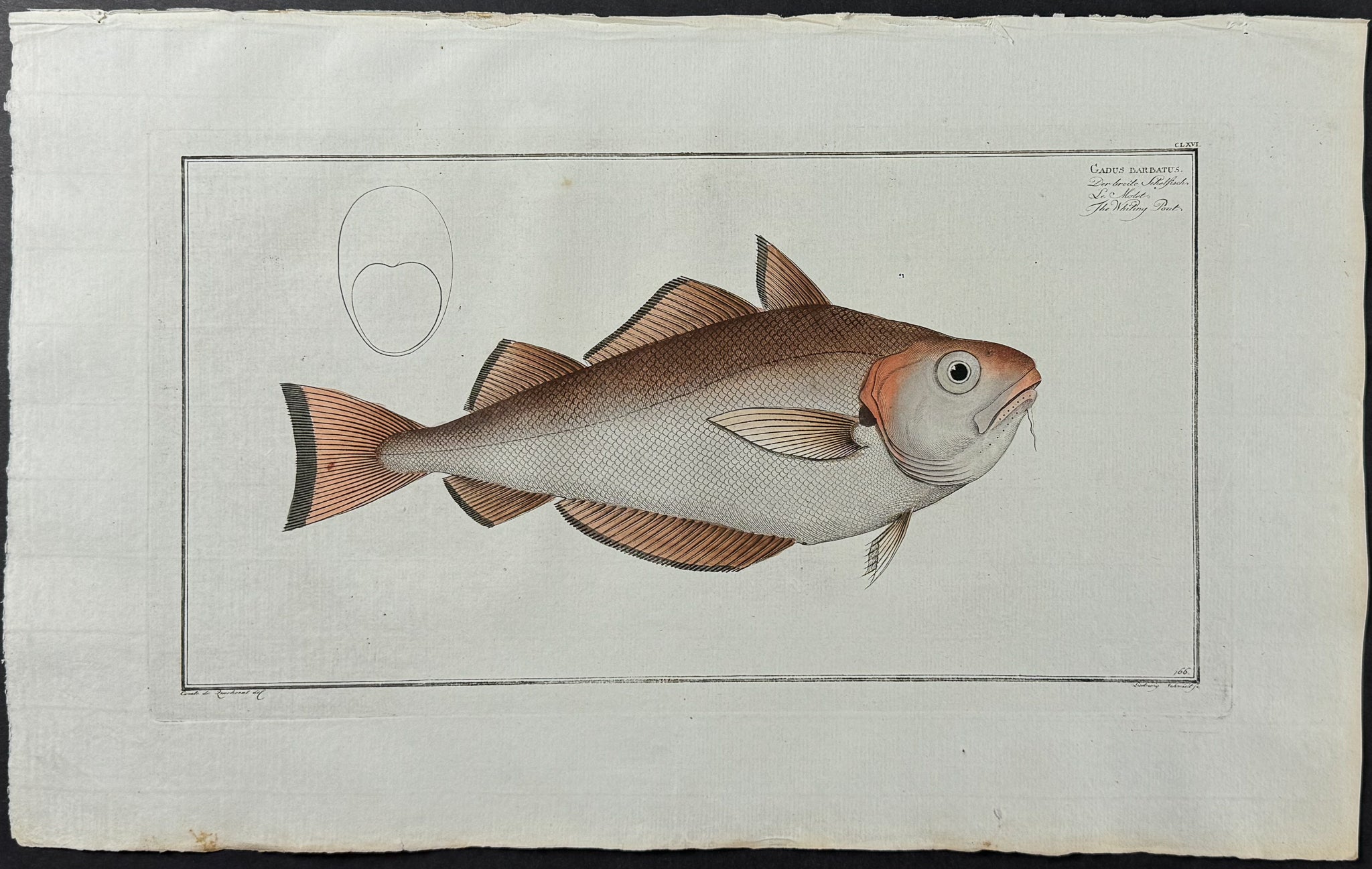 Whiting Pout Fish - Gadus Barbatus
