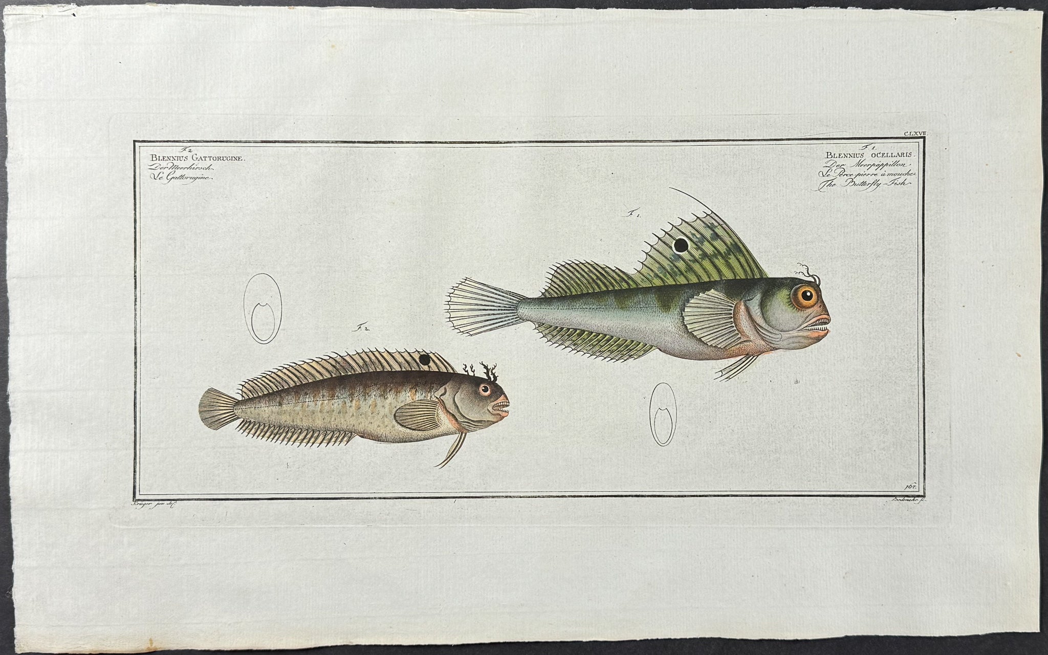 Butterfly-Fish - Blennius Gattorugine, B. Ocellaris