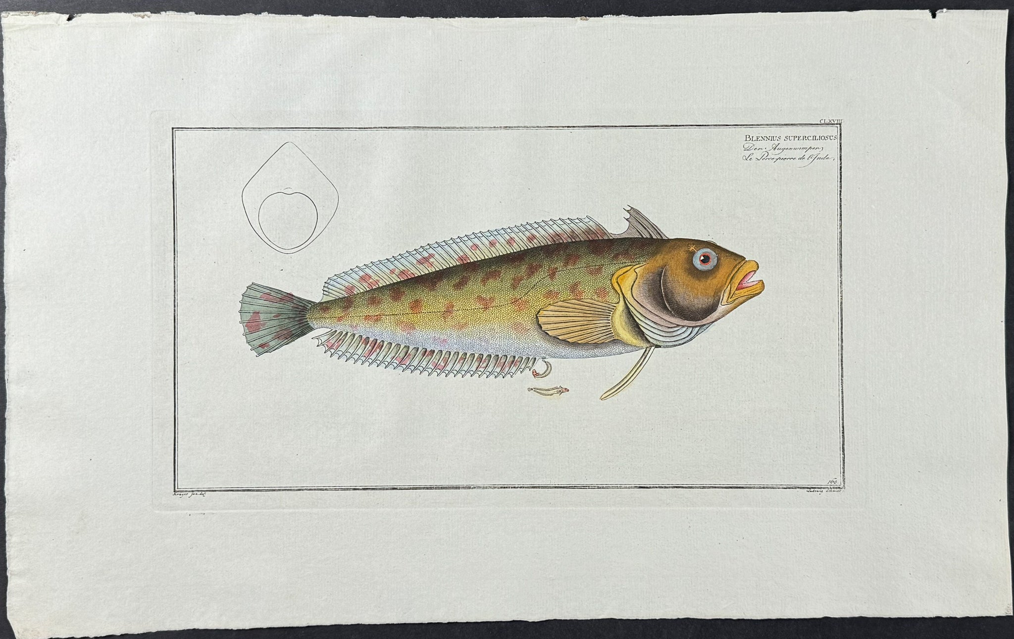 Fish - Blennius Superciliosus