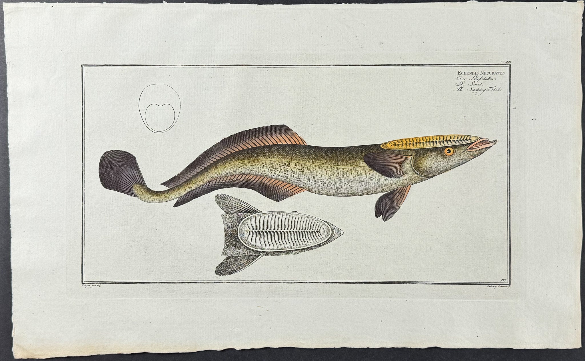 Sucking Fish - Echeneis Neucrates