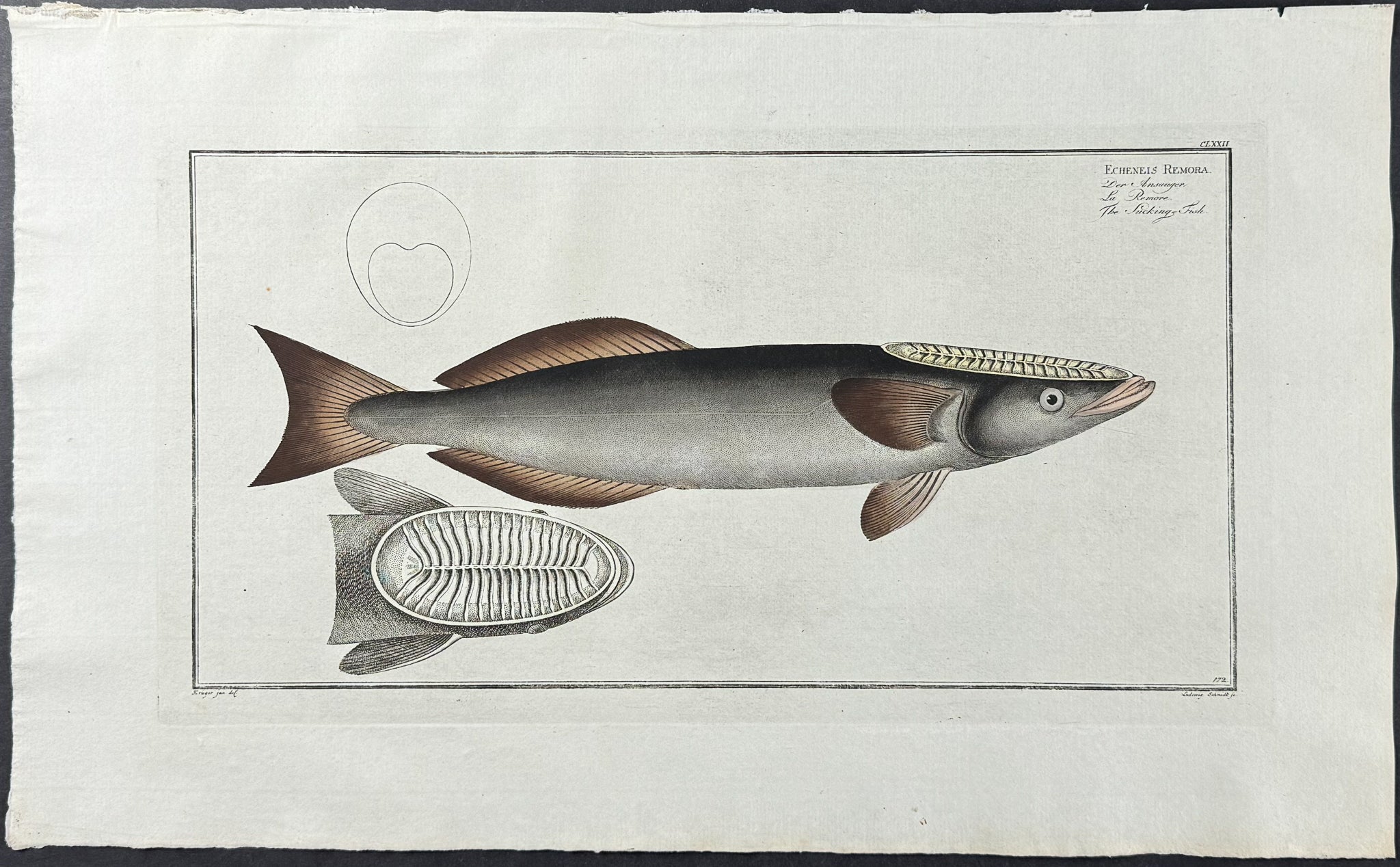 Sucking Fish - Echeneis Remora