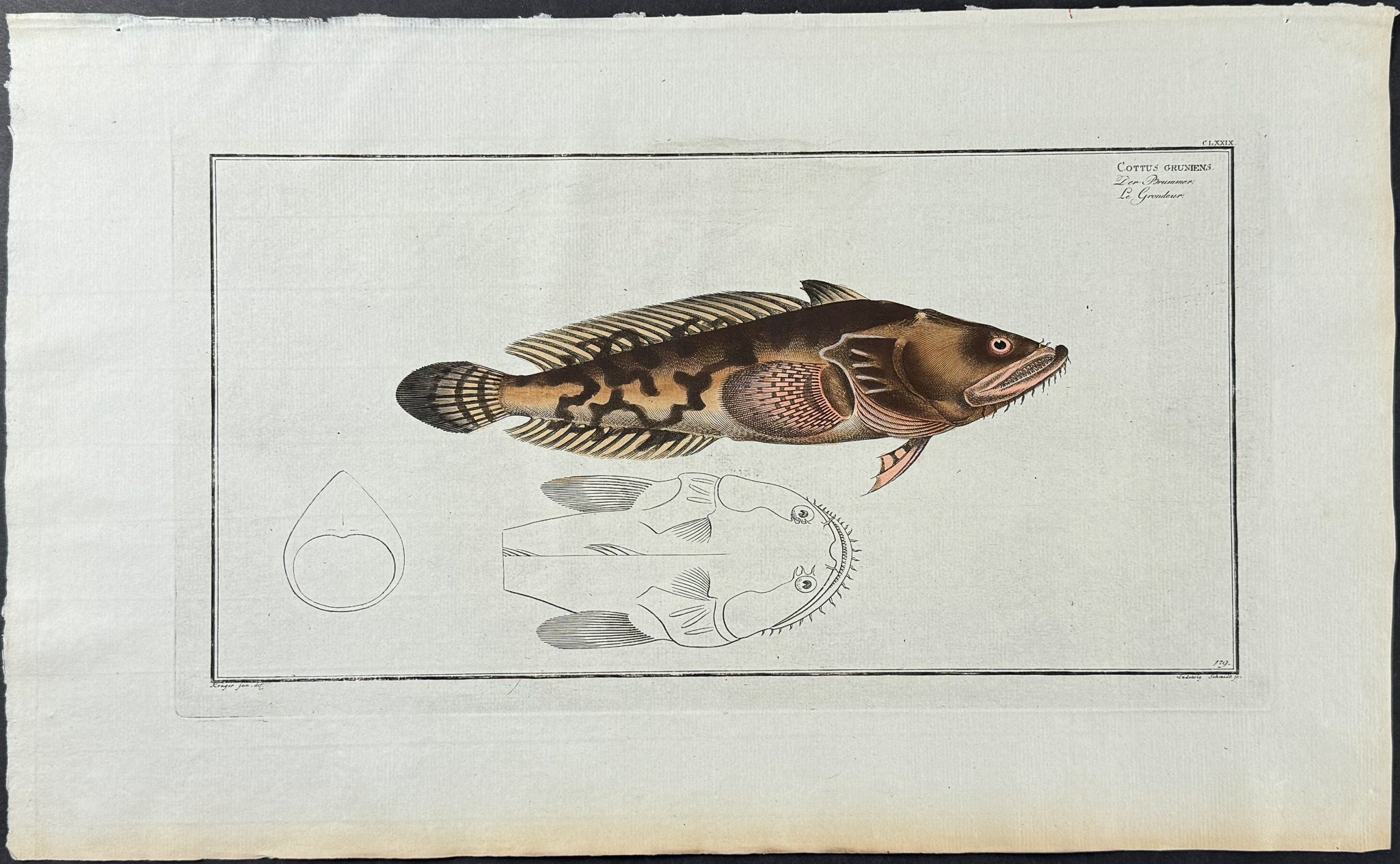 Fish - Cottus Gruniens