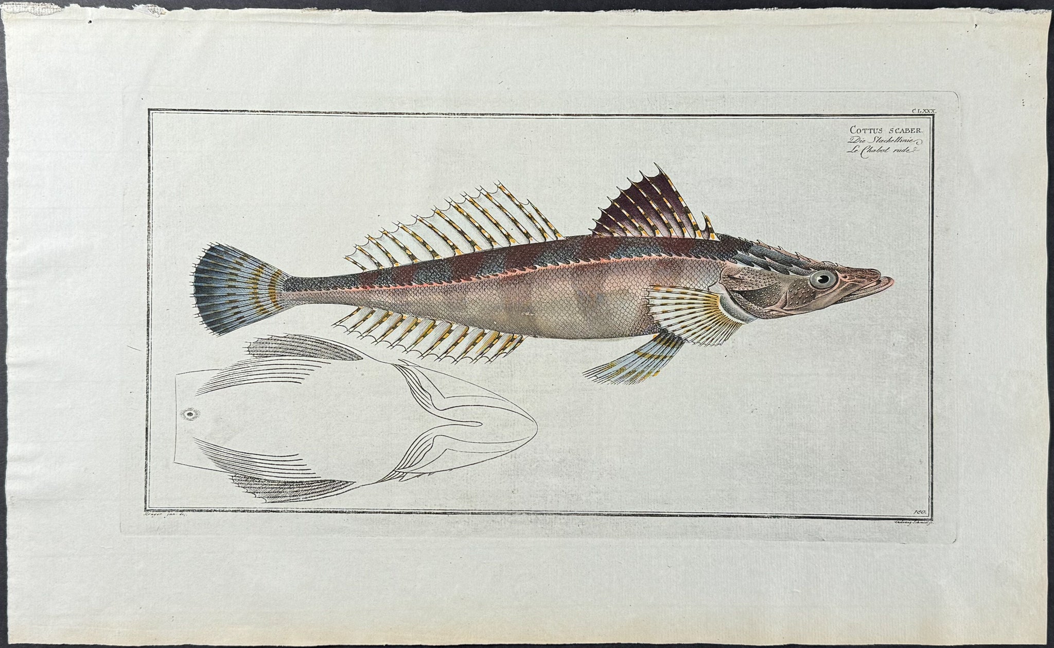 Fish - Cottus Scaber