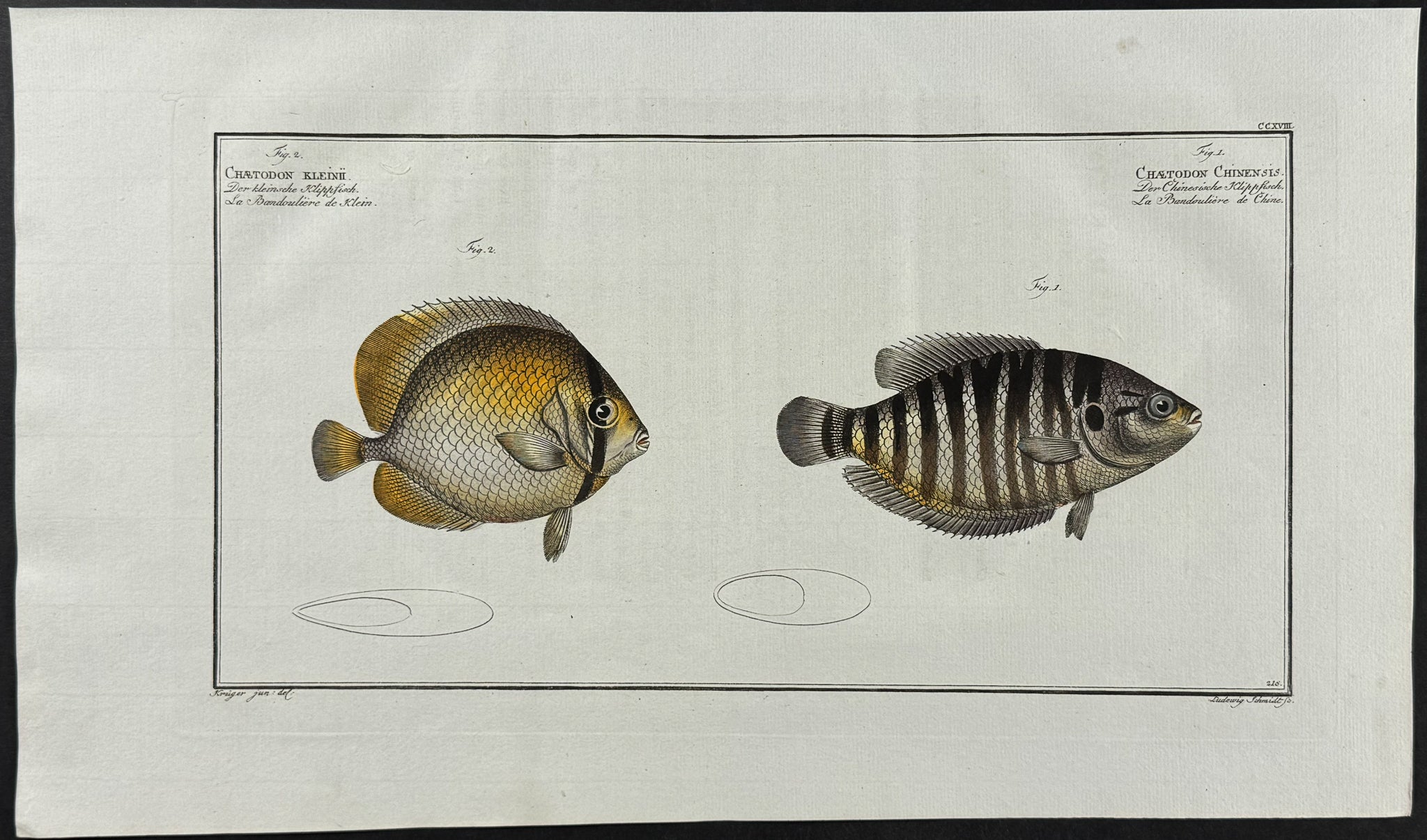 Klein's & Chinese Chaetodon