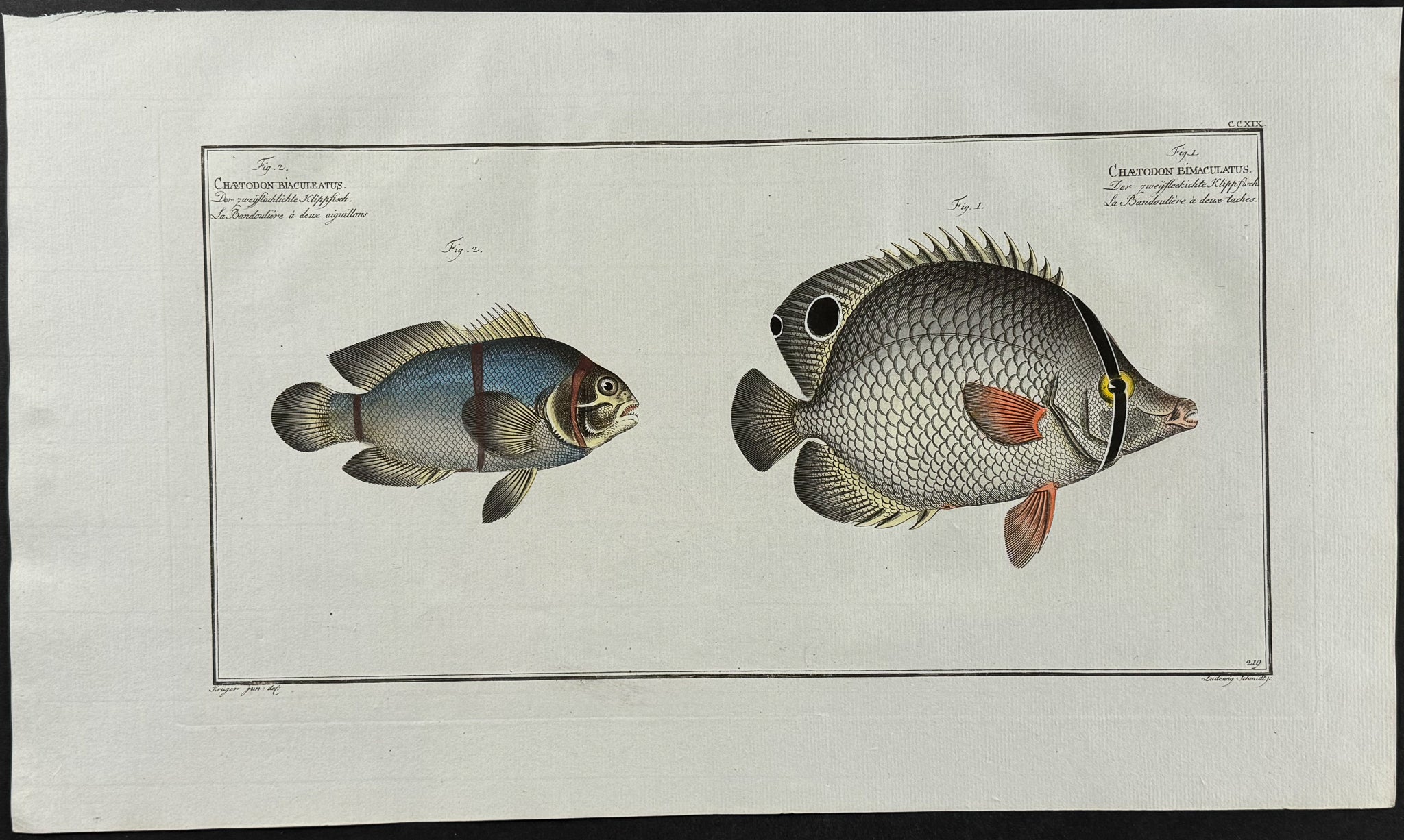 Two Spined & Bimaculated Chetodon