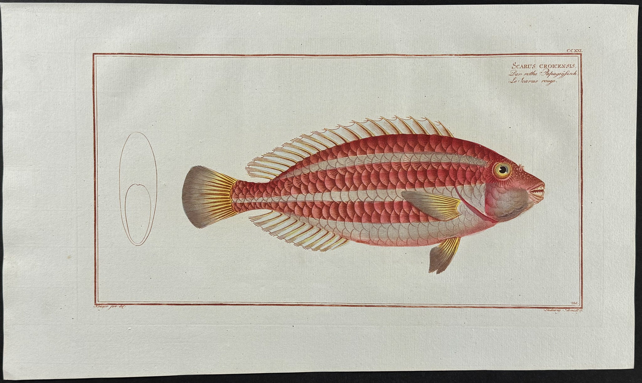 Red Parrot-Fish
