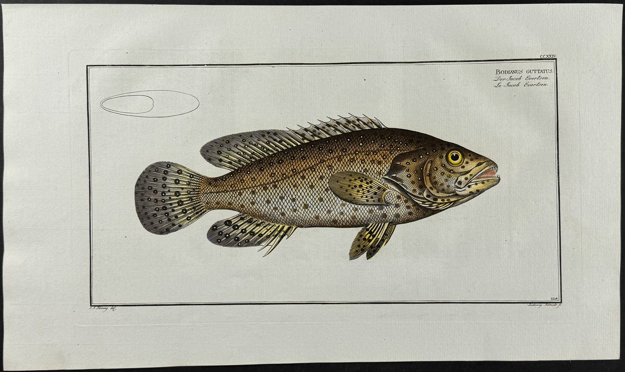 Jewfish