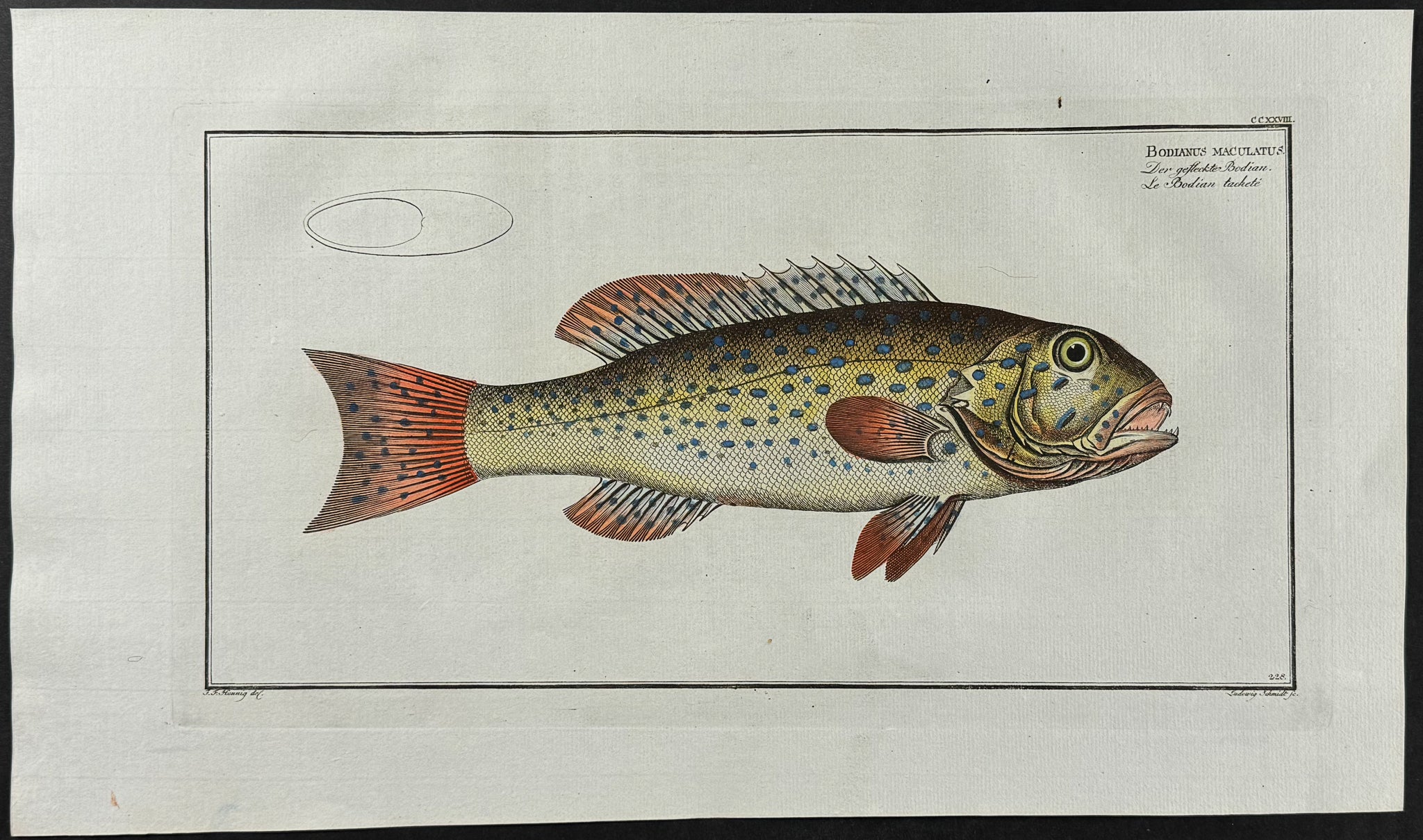 Maculated Bodian