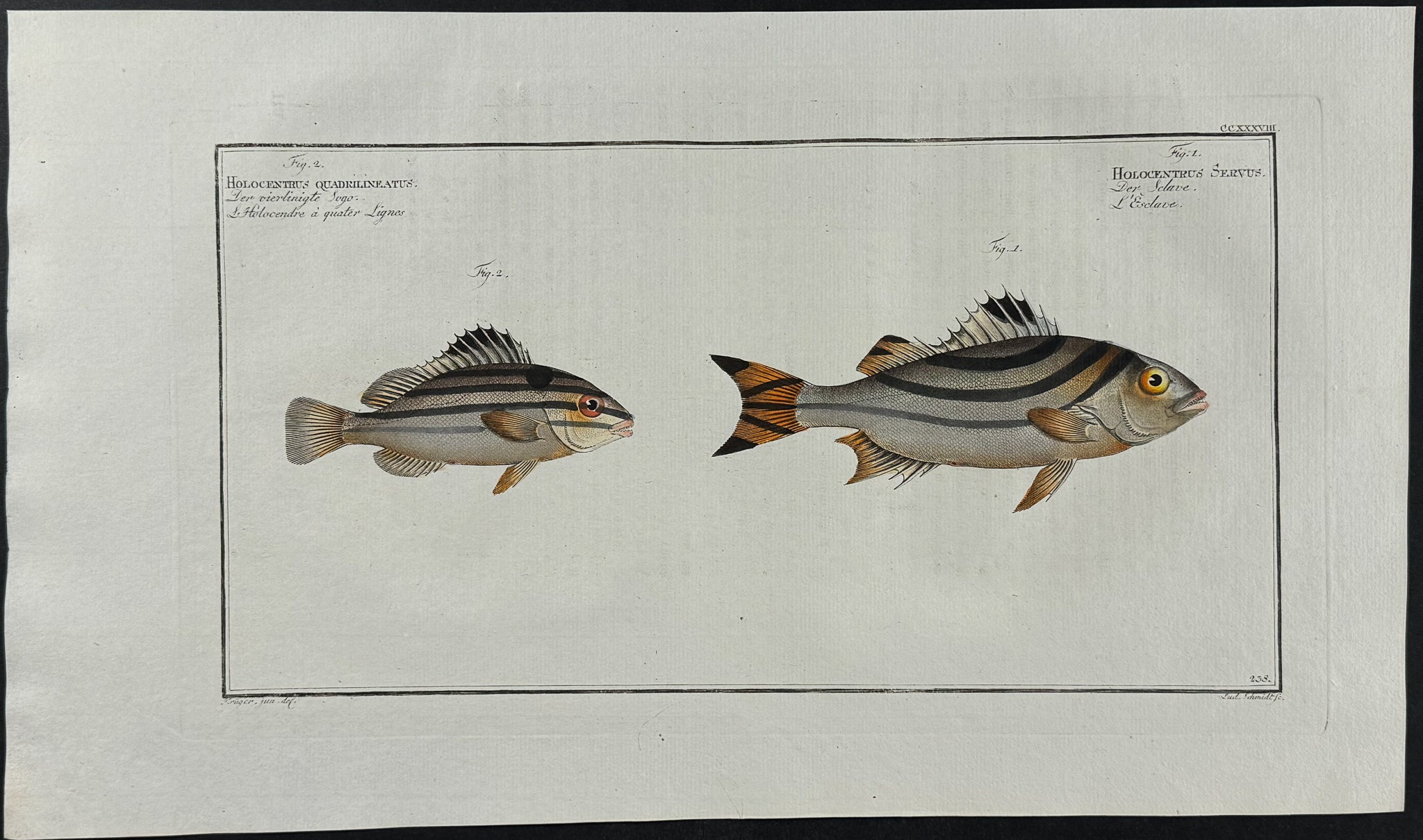 Four-striped Holocentre & Slave-Fish
