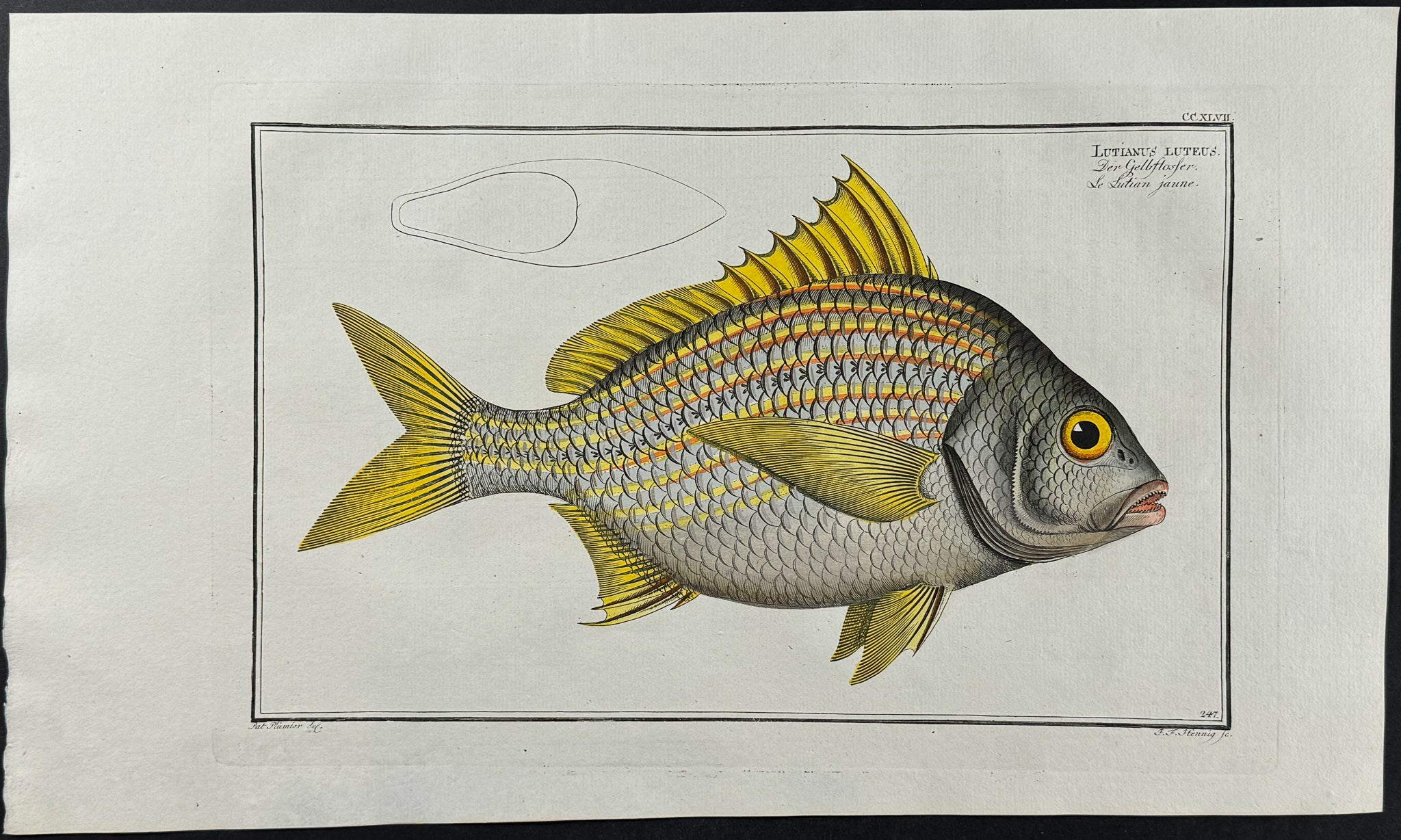 Yellow Fin