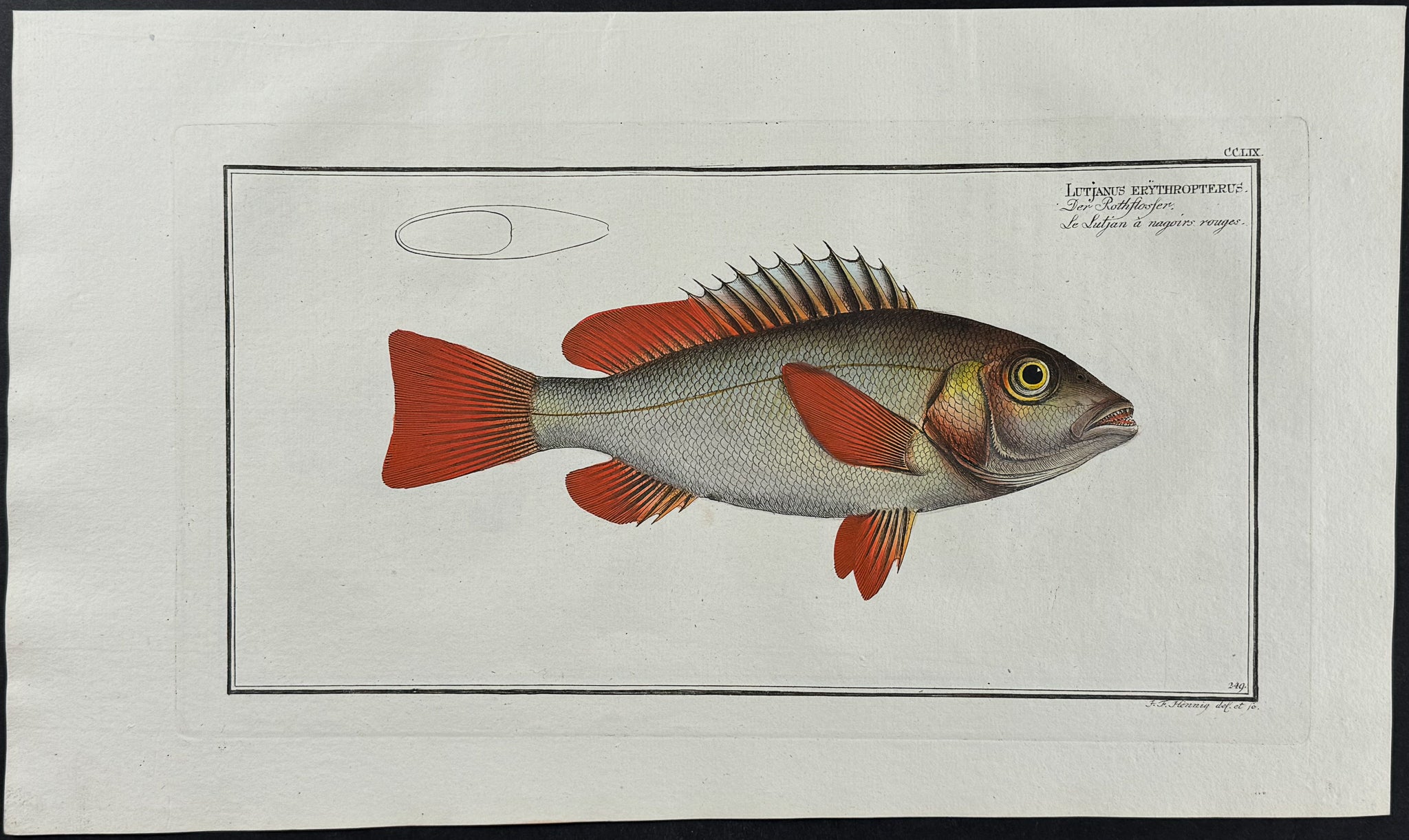 Red-Fin
