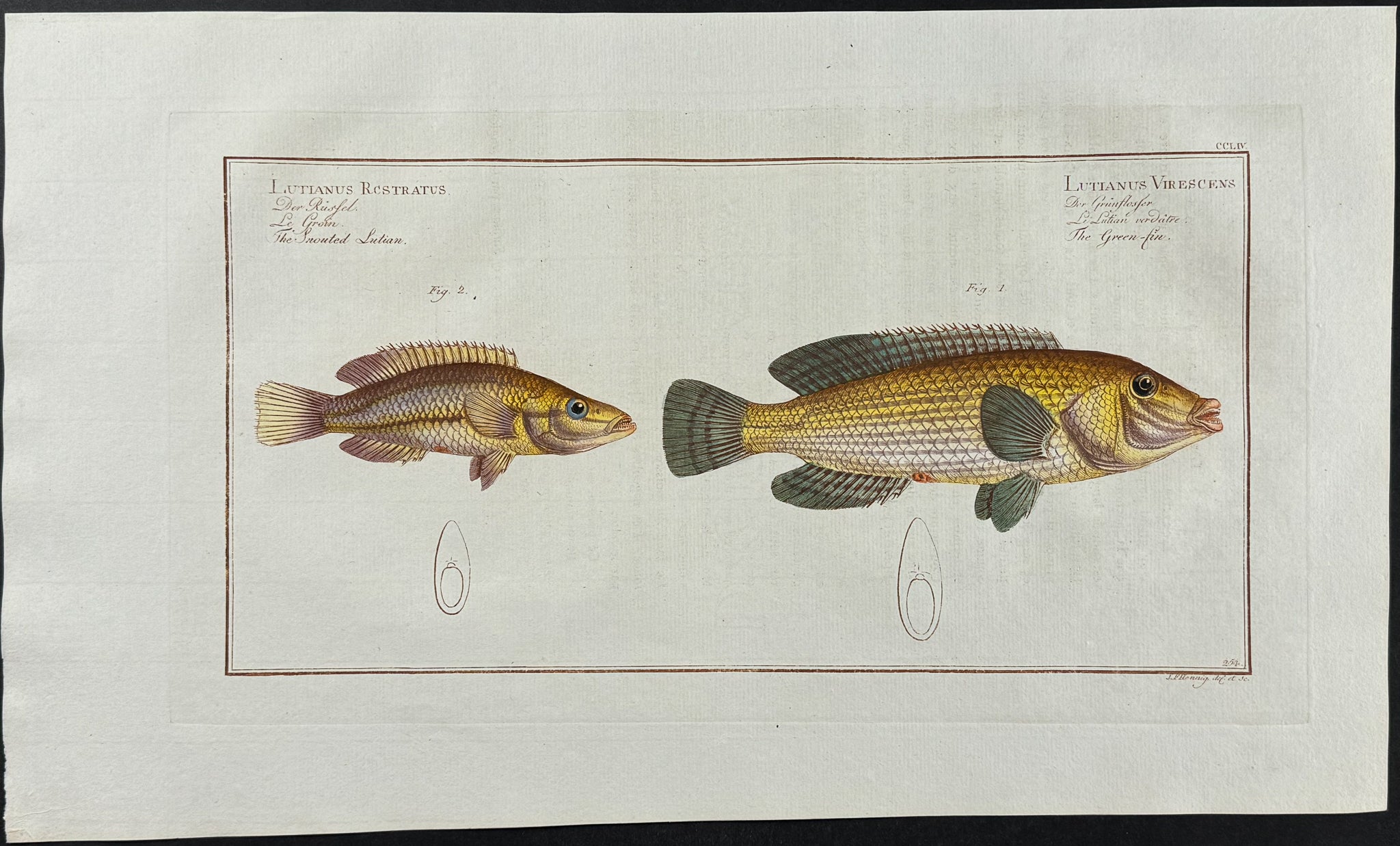 Snouted Lutian & Green-Fin
