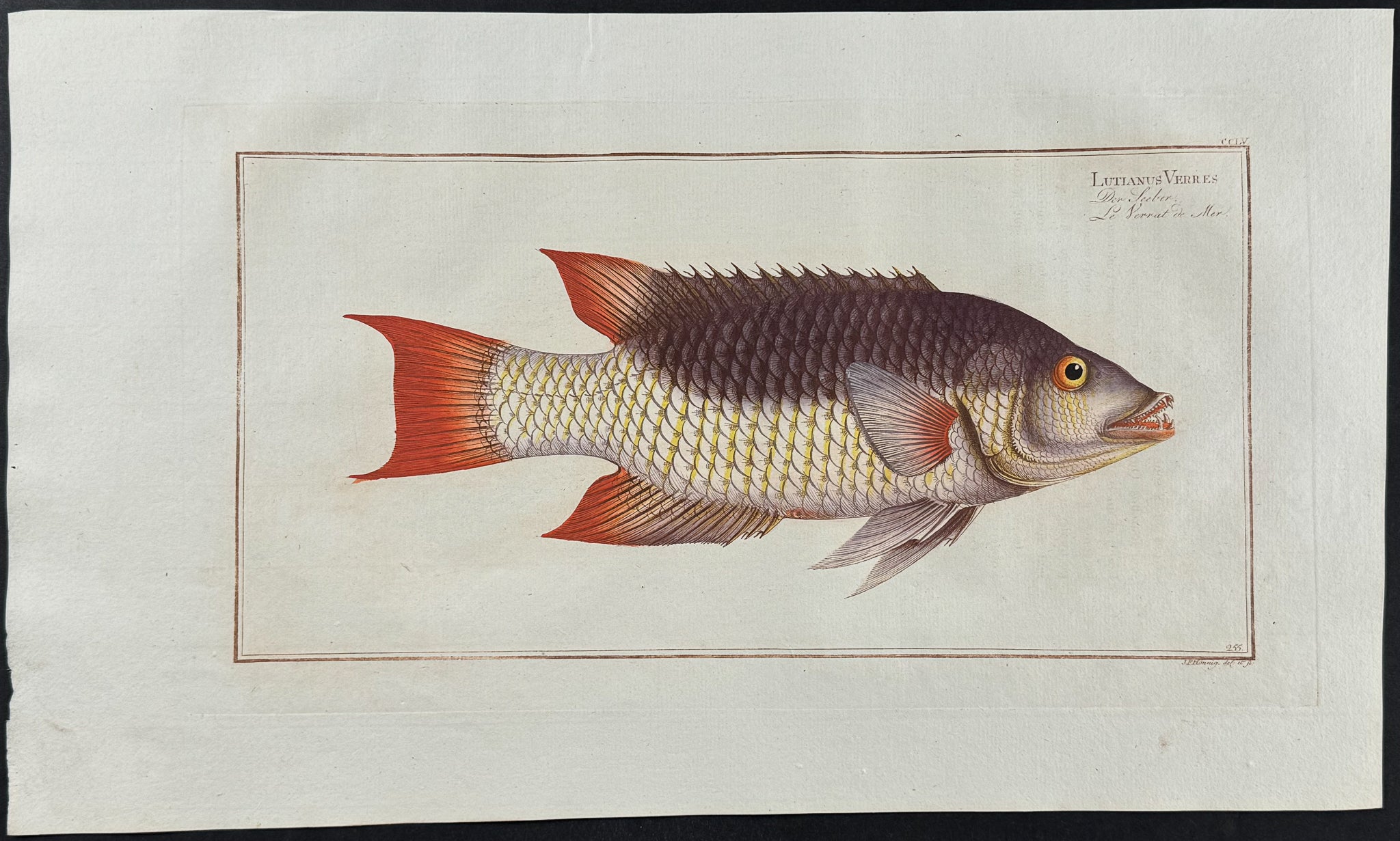 Sea-Boar
