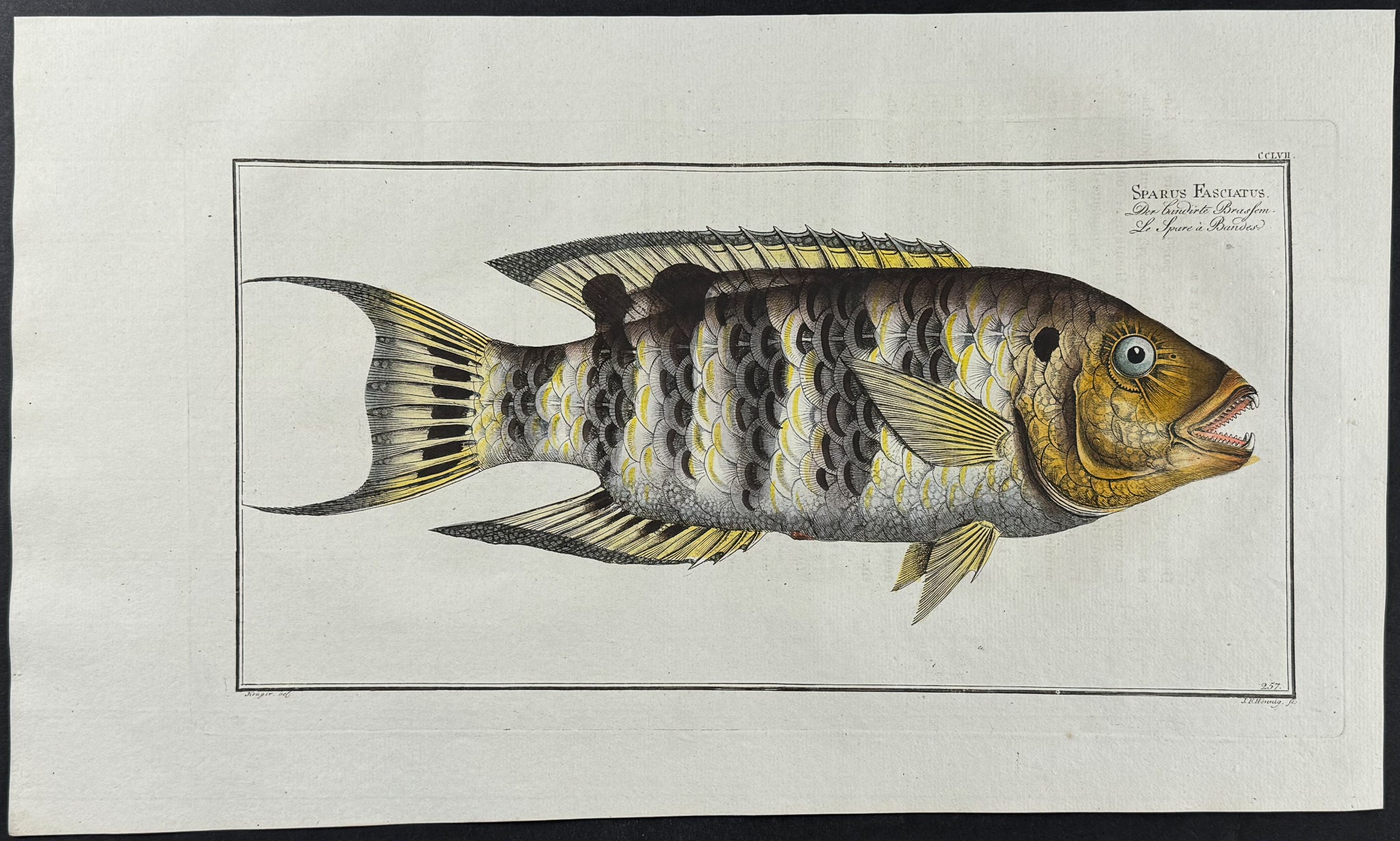 Streaked Gilt-Head