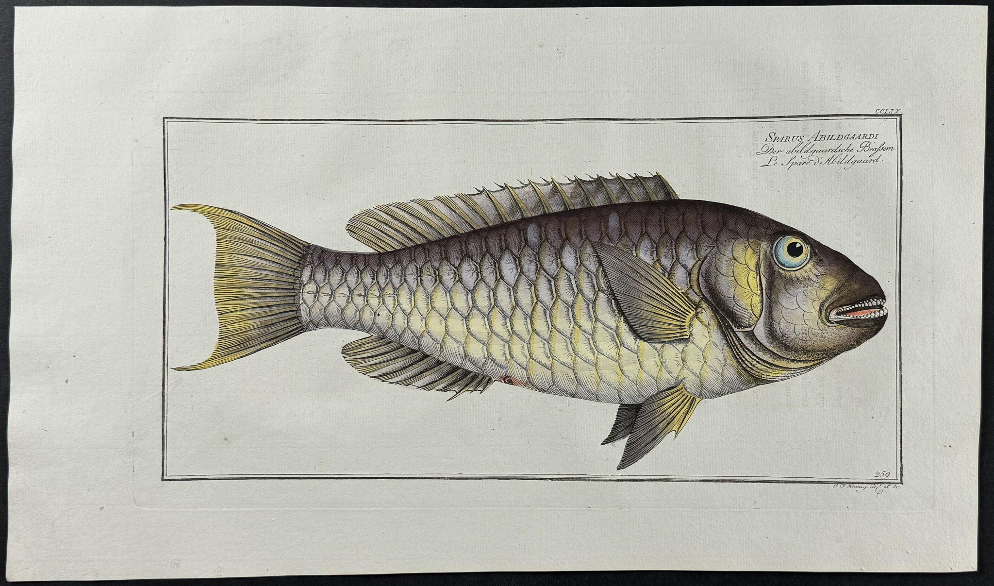 Gilt-head of Abildgaard