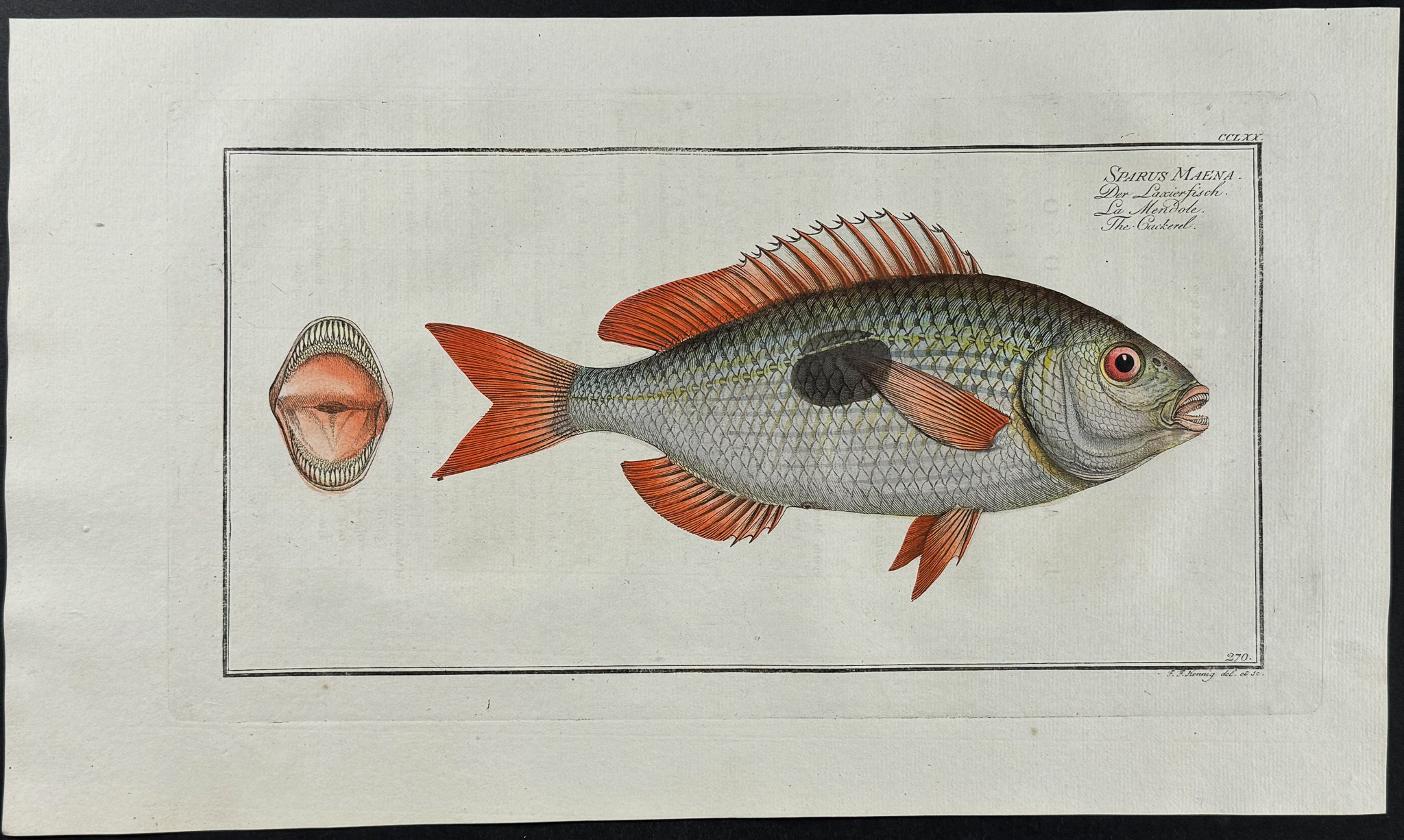 Cackerel