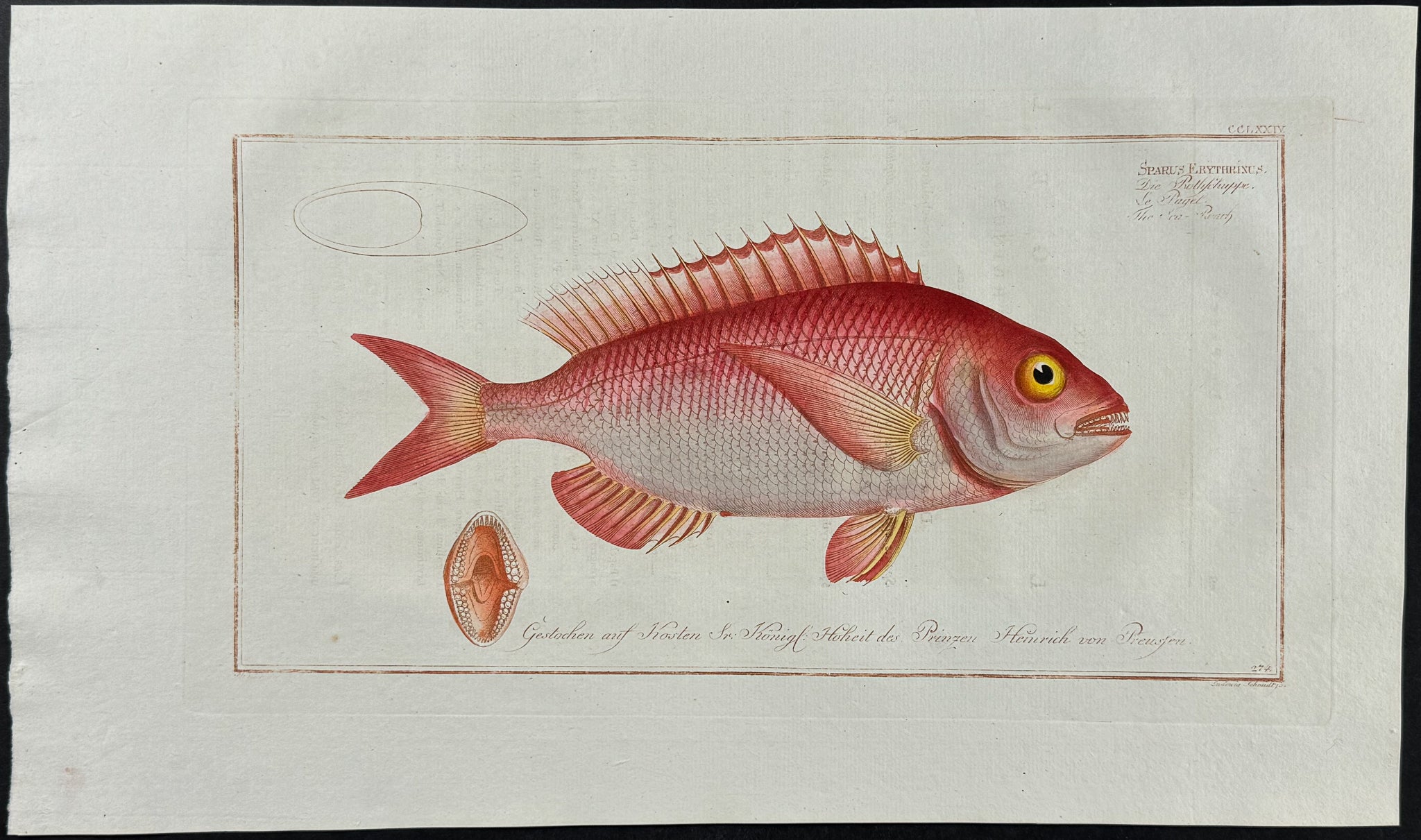 Sea-Roach
