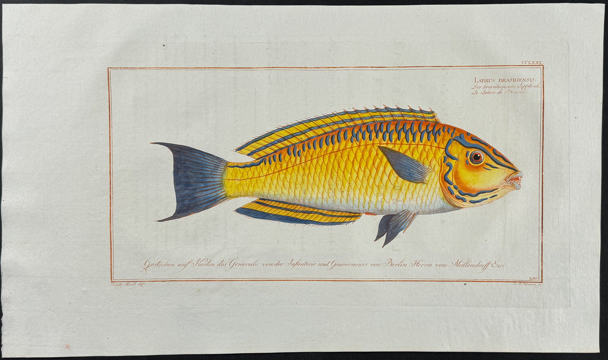 Brasilian (Brazilian) Wrasse