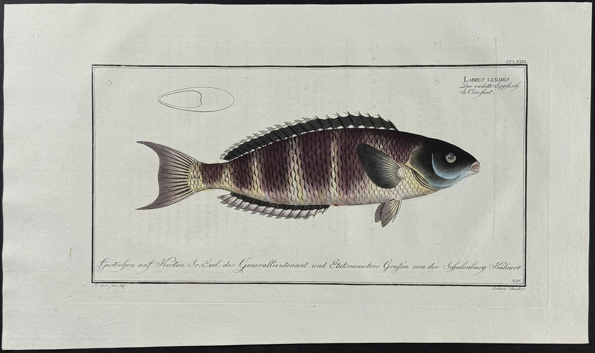 Lunulated Wrasse